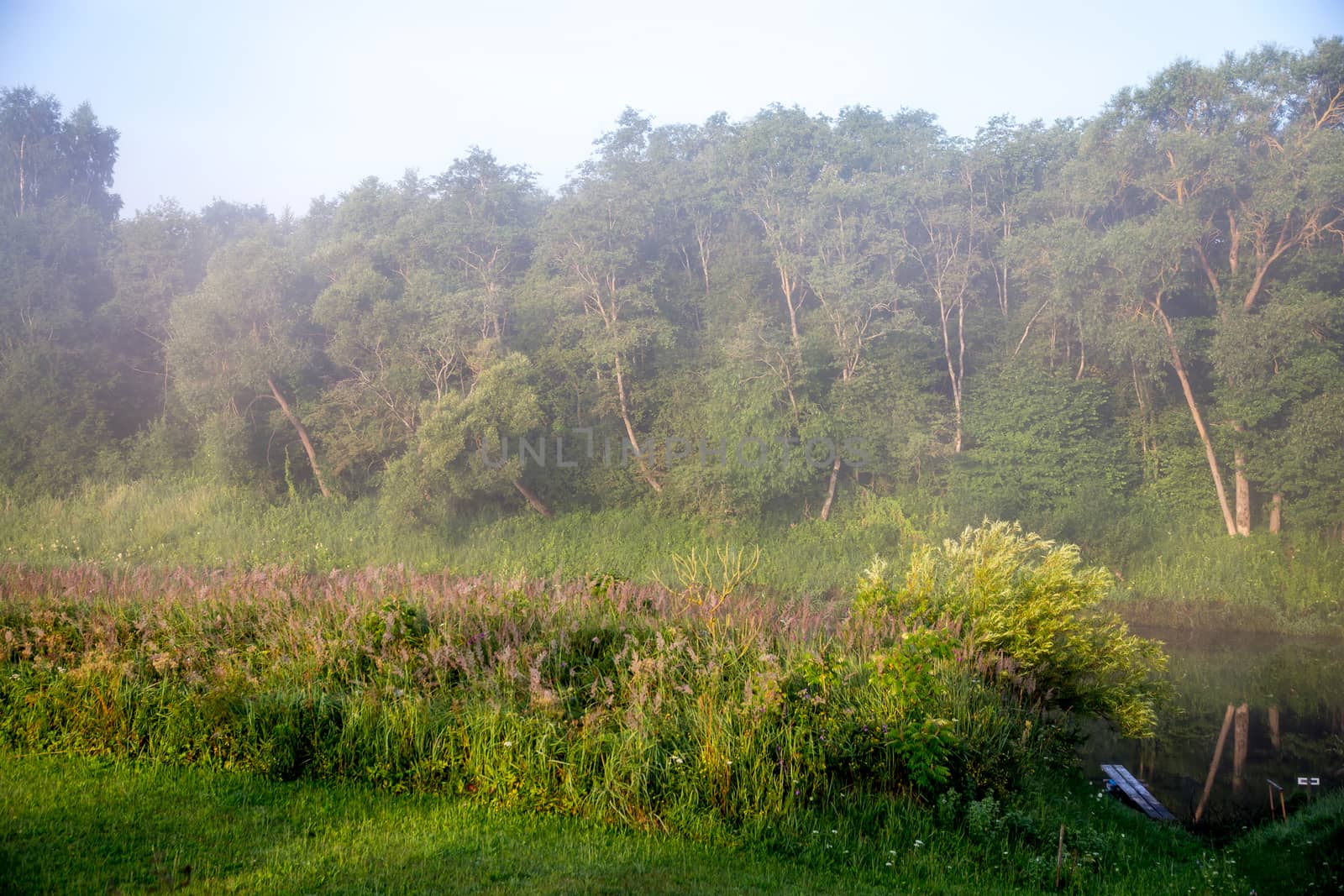 Summer landscape with wood and fog on river coast. Classic rural landscape in Latvia. Mist is tiny water droplets suspended in the atmosphere at or near the earth's surface that limits visibility.