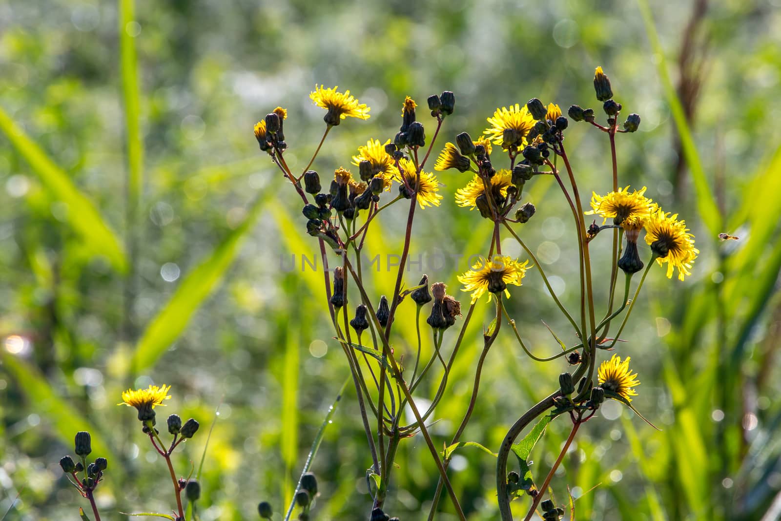 Yellow blooming flowers on a green grass. Meadow with rural flowers. Flowering yellow weed on field. Weed is a wild plant growing where it is not wanted and in competition with cultivated plants. 

