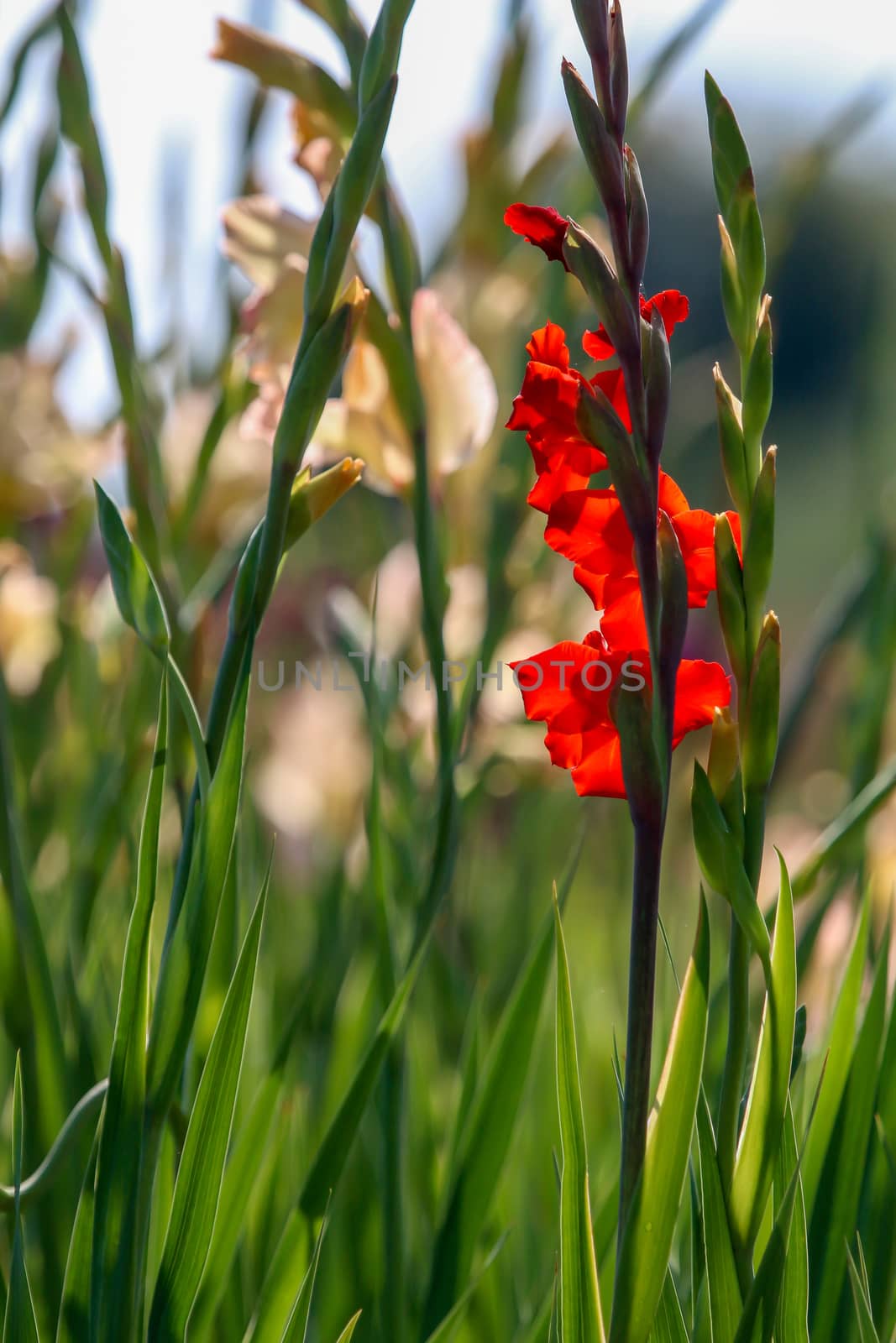 Background of red and gentle pink gladiolus in garden. by fotorobs