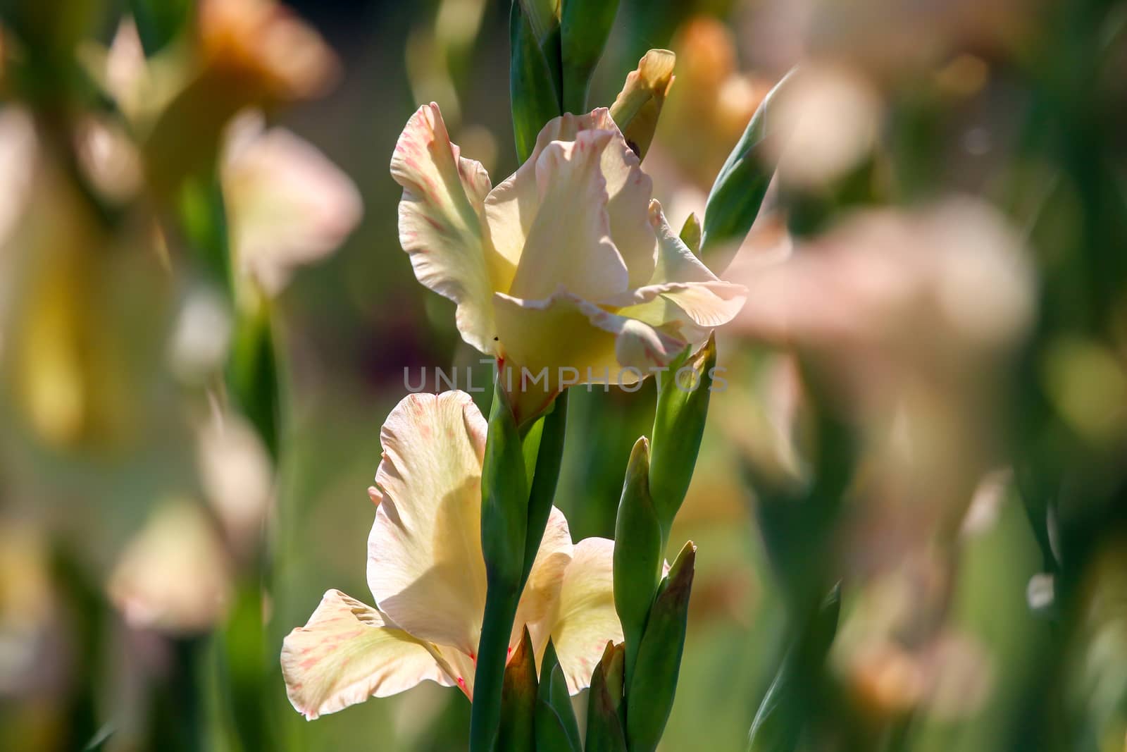 Gentle pink gladiolus flowers blooming in beautiful garden. Gladiolus is plant of the iris family, with sword-shaped leaves and spikes of brightly colored flowers, popular in gardens and as a cut flower.

