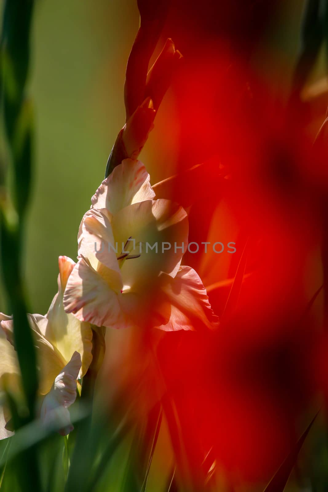 Background of red and gentle pink gladiolus in garden. by fotorobs