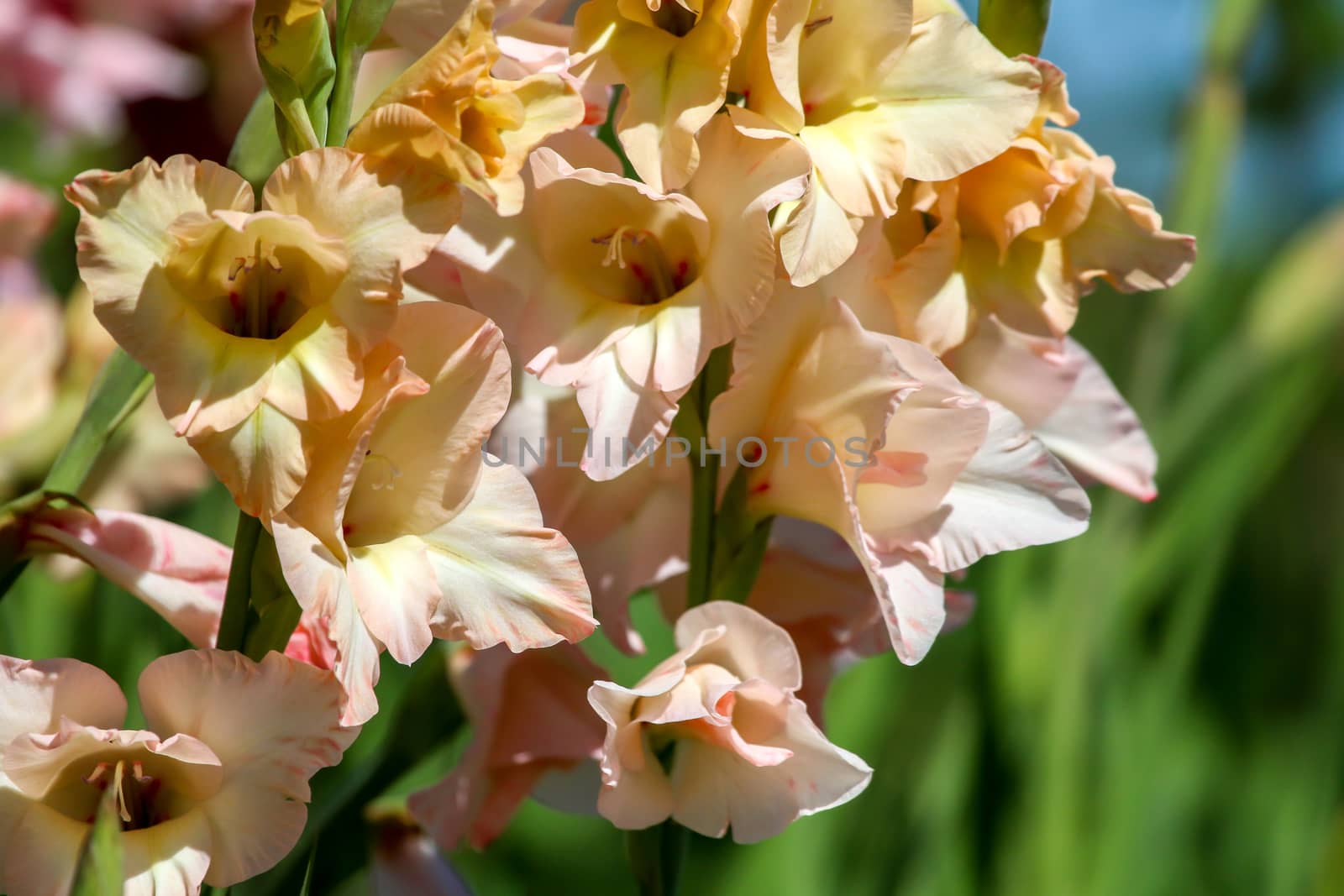 Bunch of gentle pink gladiolus flowers blooming in beautiful garden. Gladiolus is plant of the iris family, with sword-shaped leaves and spikes of brightly colored flowers, popular in gardens and as a cut flower.

