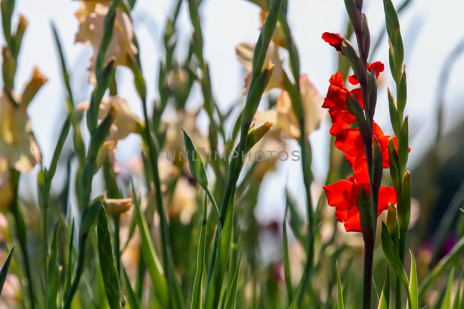 Red and gentle pink gladiolus flowers blooming in beautiful garden. Gladiolus is plant of the iris family, with sword-shaped leaves and spikes of brightly colored flowers, popular in gardens and as a cut flower.

