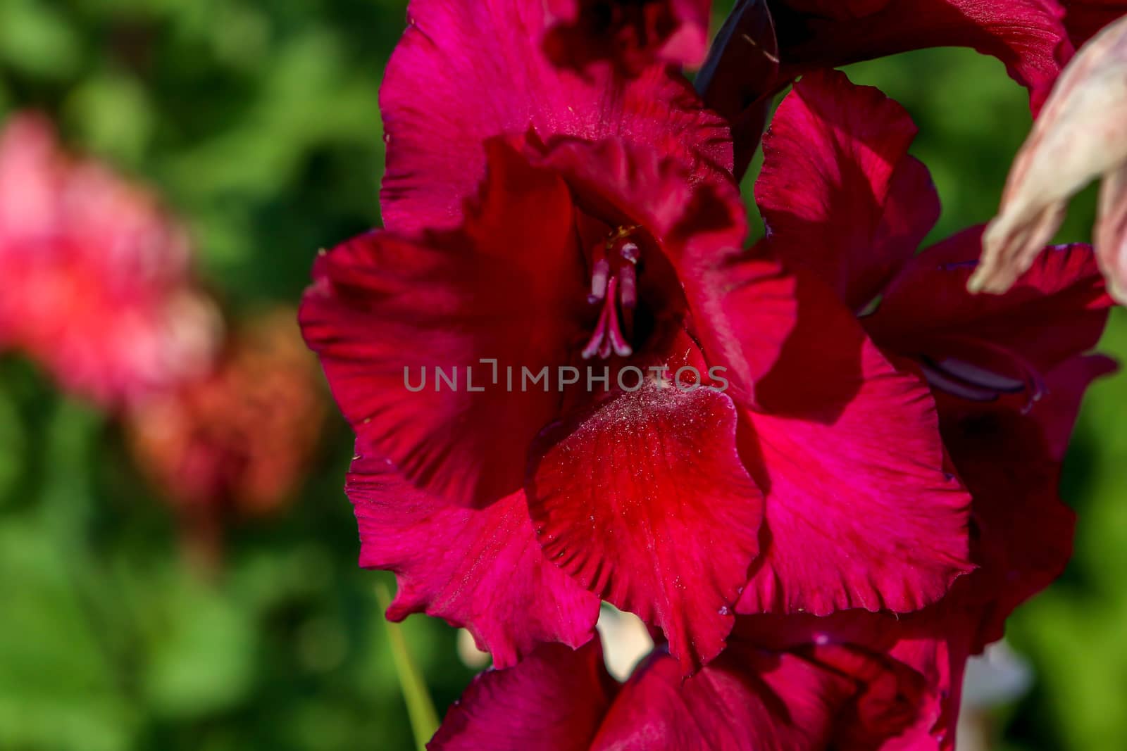 Dark red gladiolus flowers blooming in beautiful garden. Dark red gladiolus. Gladiolus is plant of the iris family, with sword-shaped leaves and spikes of brightly colored flowers, popular in gardens and as a cut flower.

