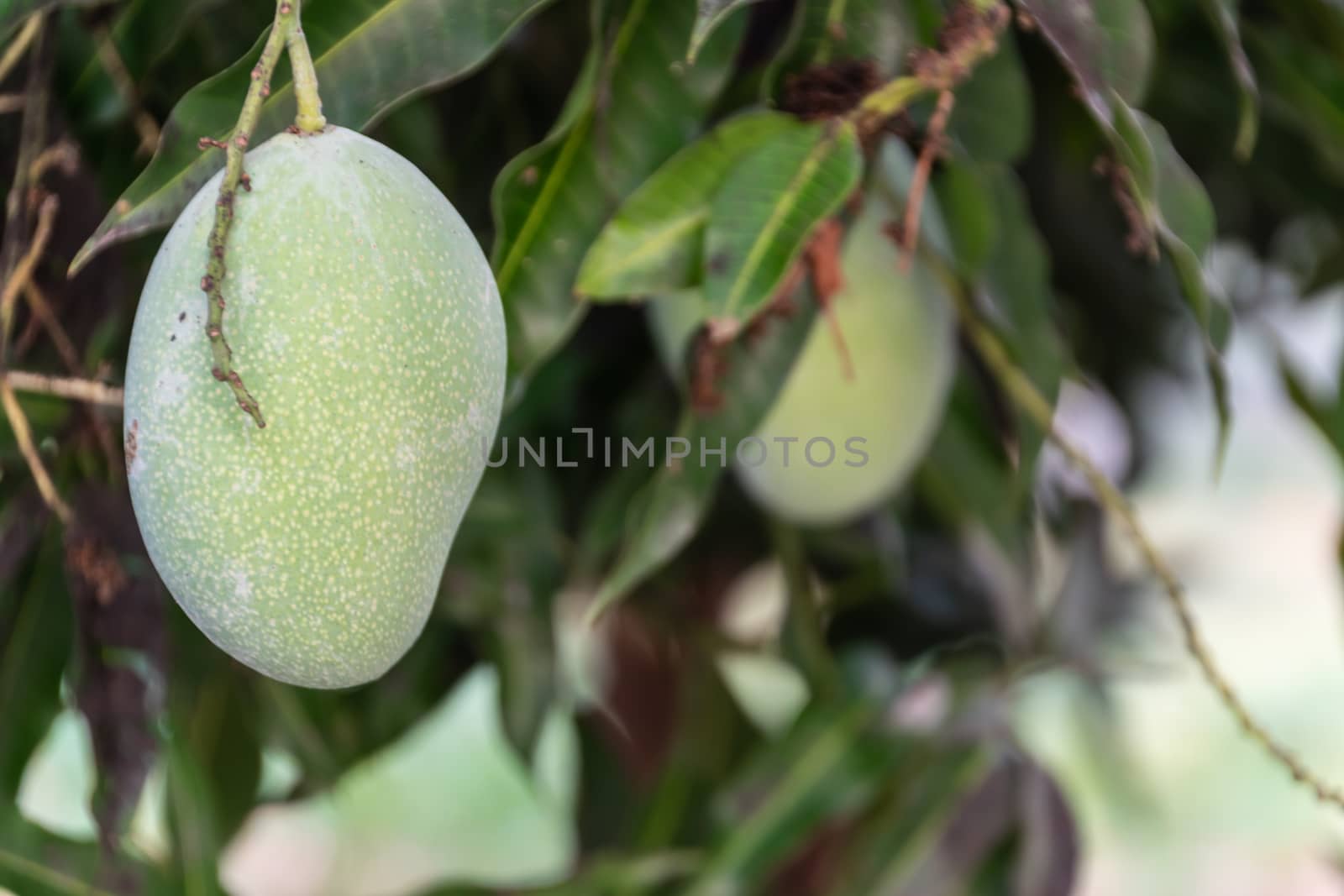 Close up of the mango fruit in the garden. by Banglade