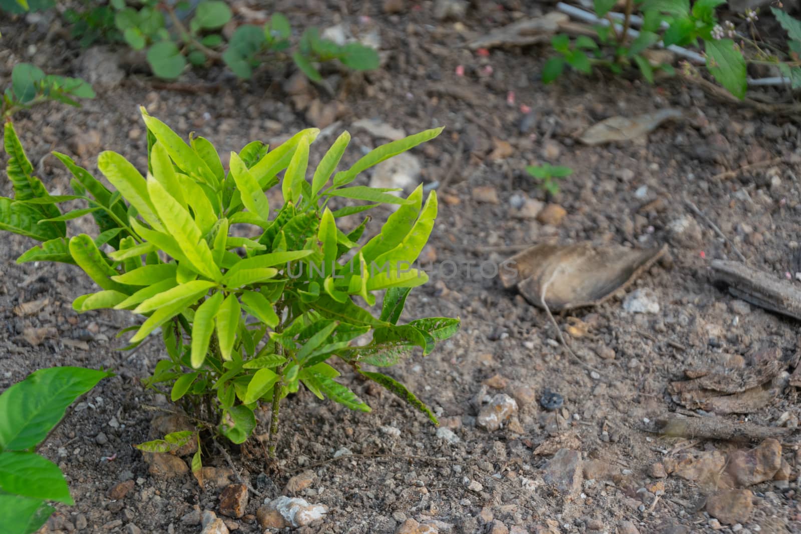 Small tree growing in the garden. by Banglade