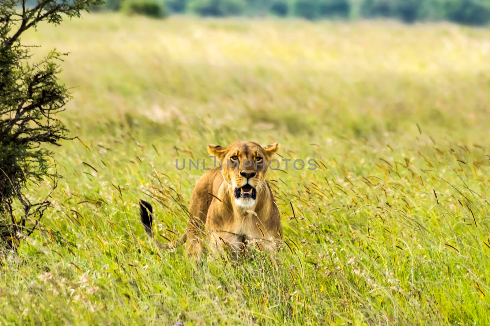 Lioness sitting in the savannah of Nairobi Park in Kenya in Africa