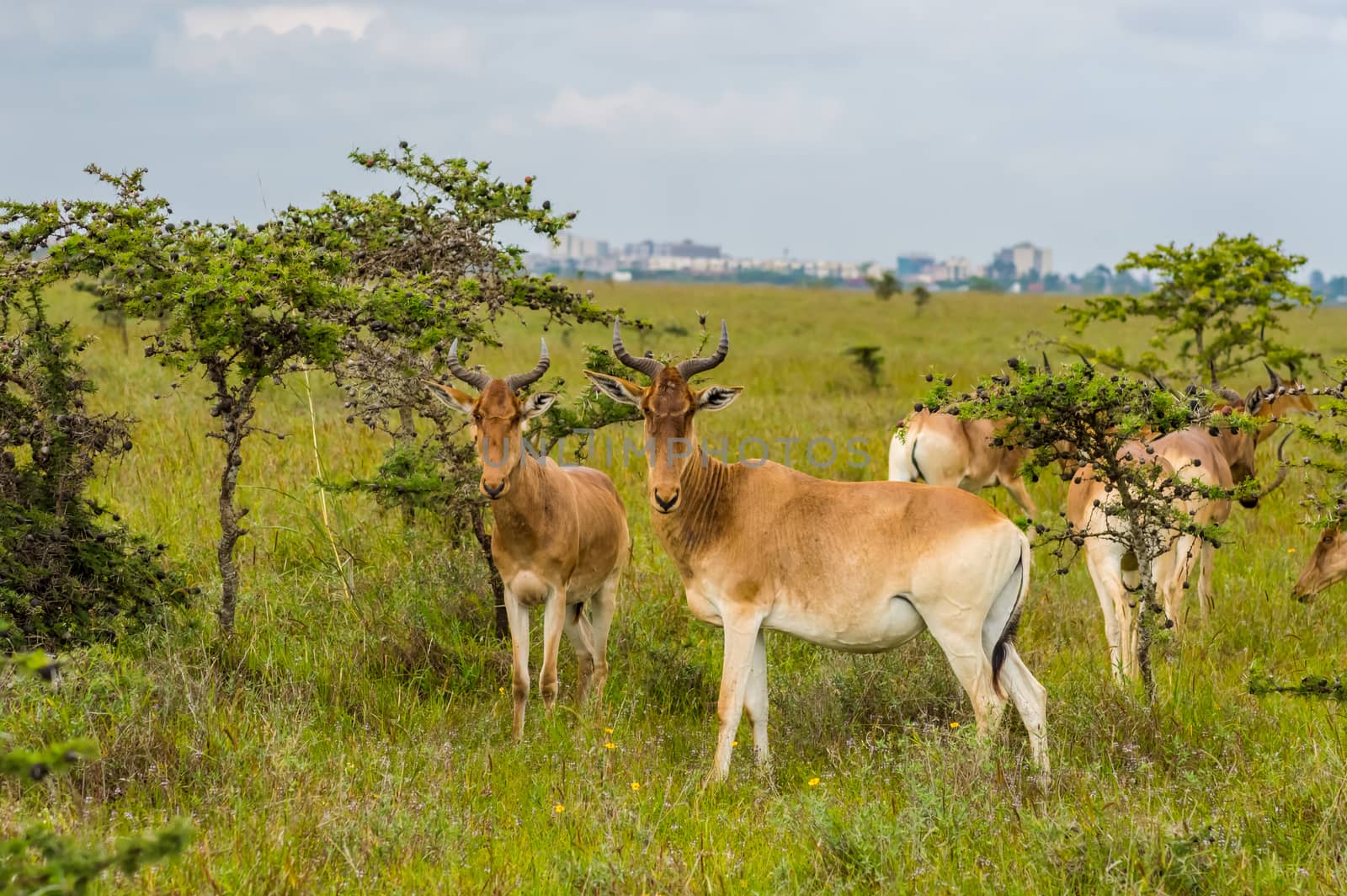 Flock of hirolas grazing in the savannah of Nairobi  by Philou1000