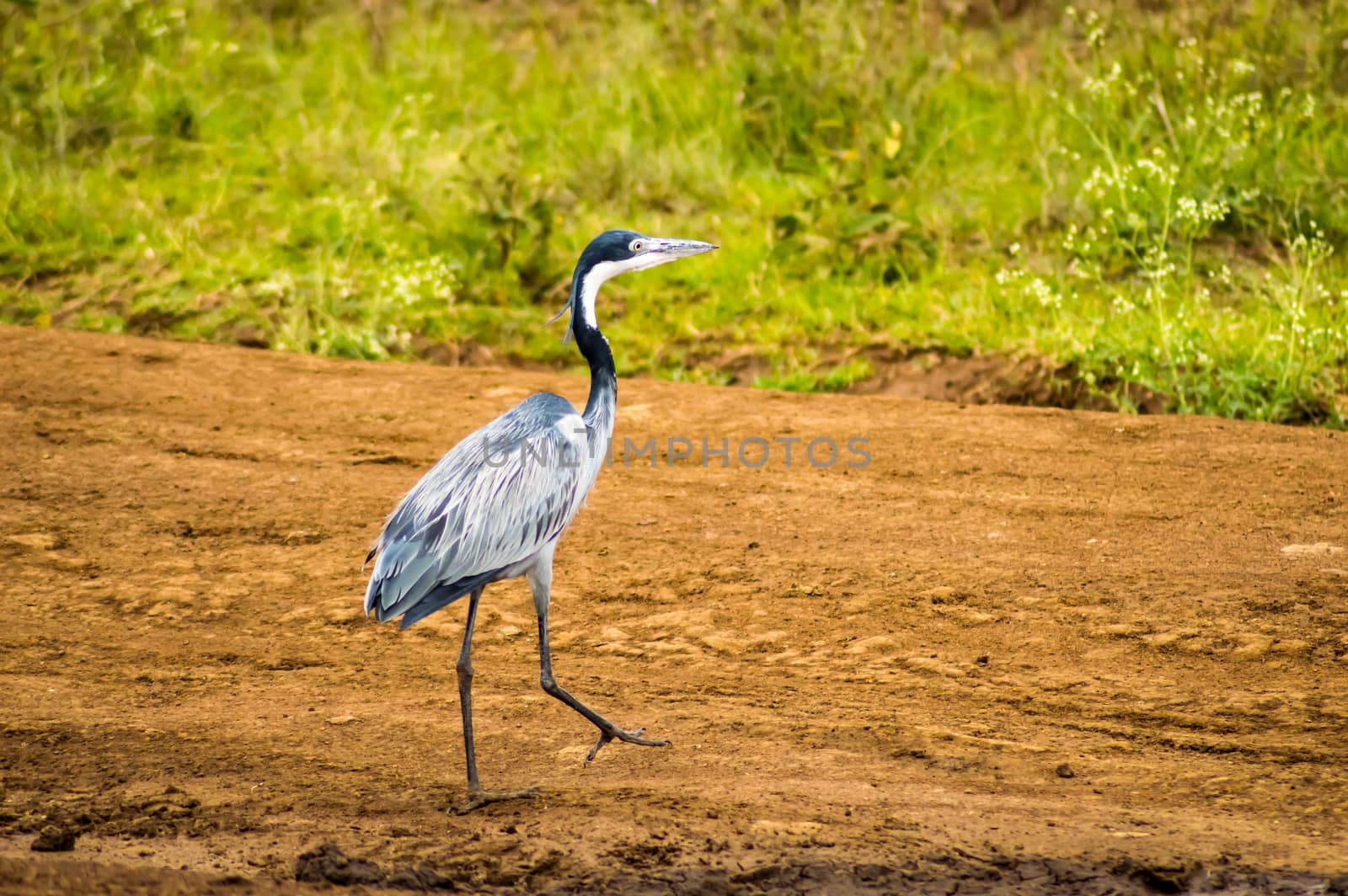 Ash heron walking in the savannah of Nairobi Park in central Kenya