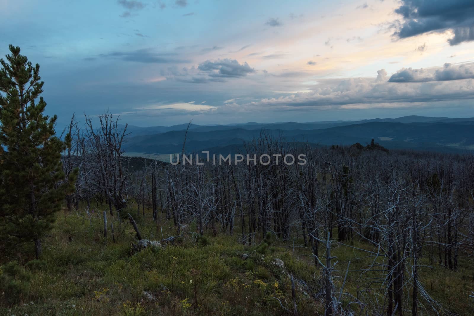 Landscape with dead forest on the mountain pass, height over 2000 meters, in the mountains in Altay