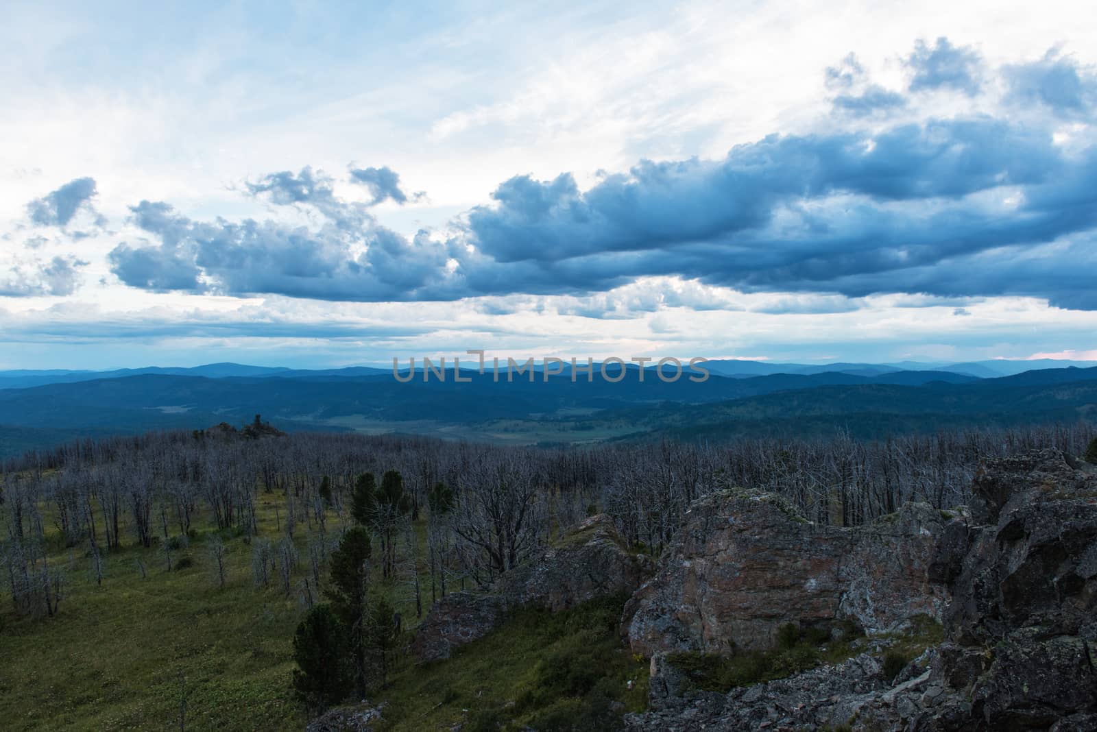 Landscape with dead forest on the mountain pass, height over 2000 meters, in the mountains in Altay