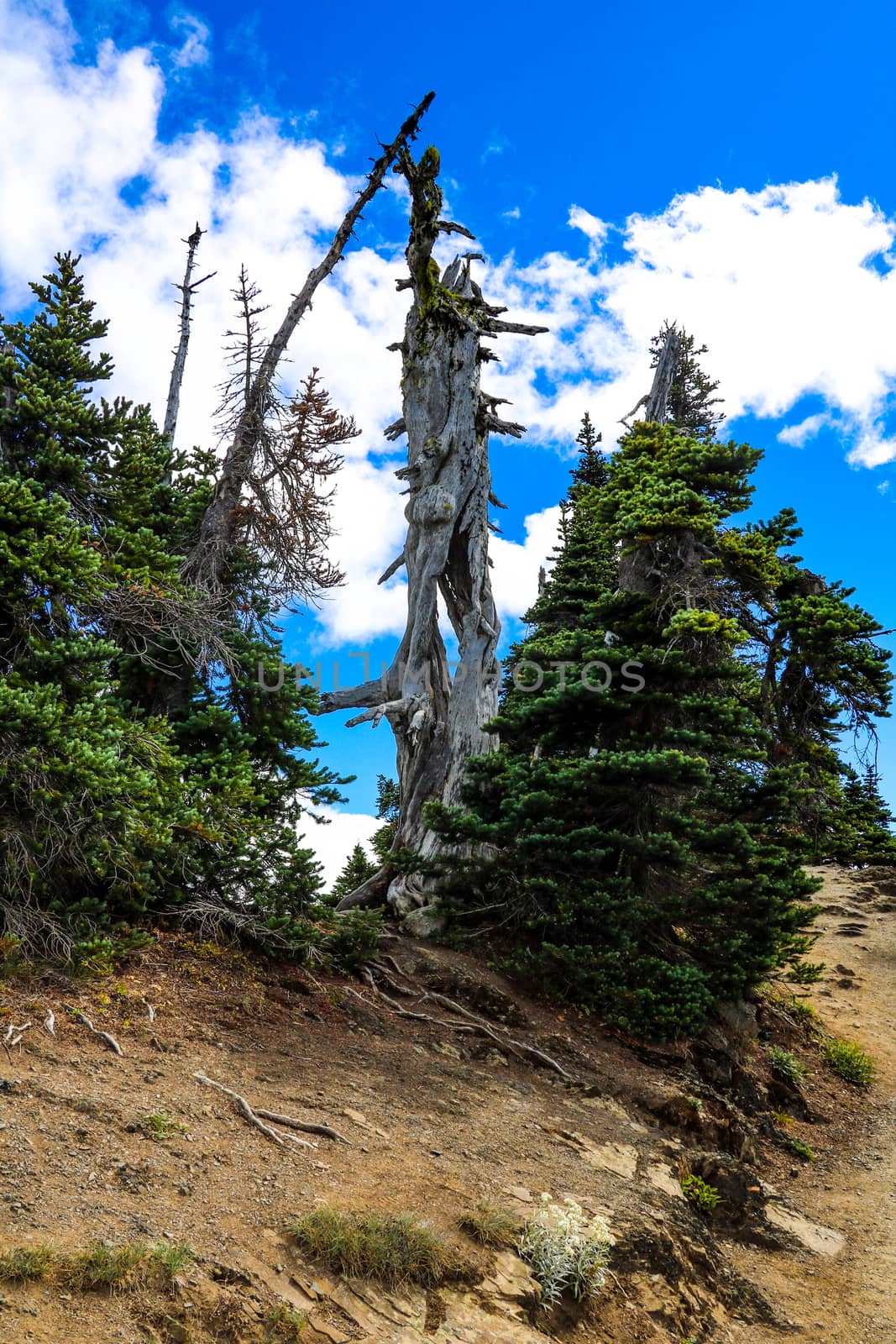 Beautiful forest view in Olympic National Park, Washington, USA