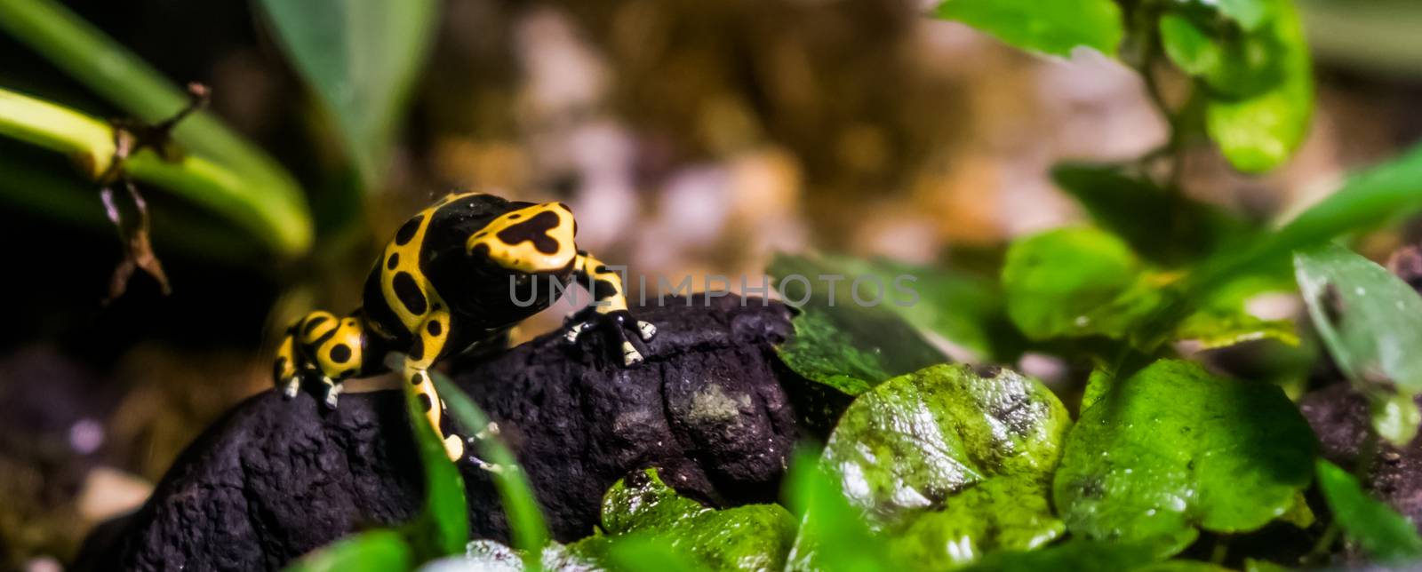 yellow banded poison dart frog in closeup, tropical and toxic pet from the rainforest of America by charlottebleijenberg