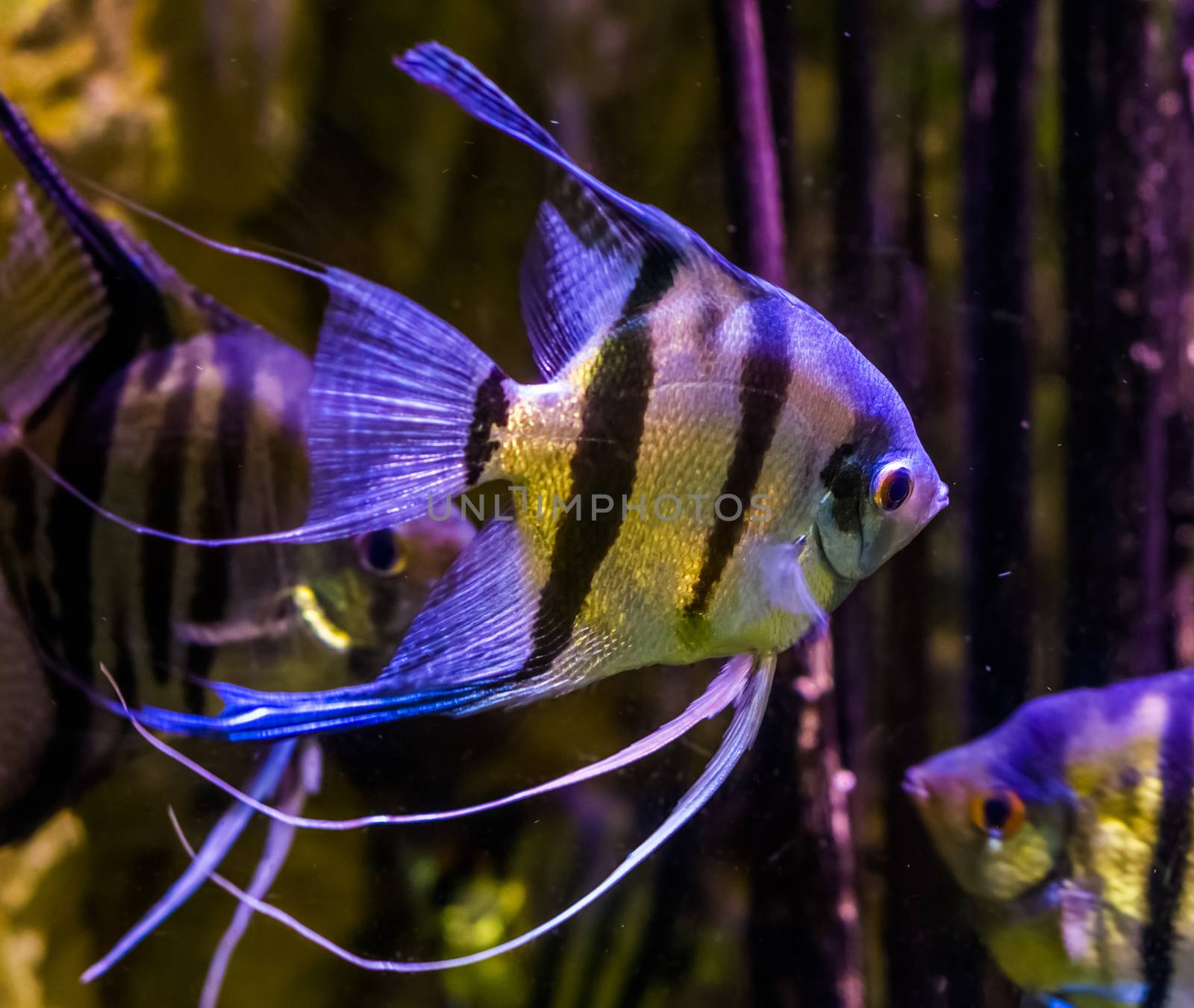 freshwater angelfishes swimming in the water, closeup of angelfish, popular pets in aquaculture, tropical fish from the amazon basin