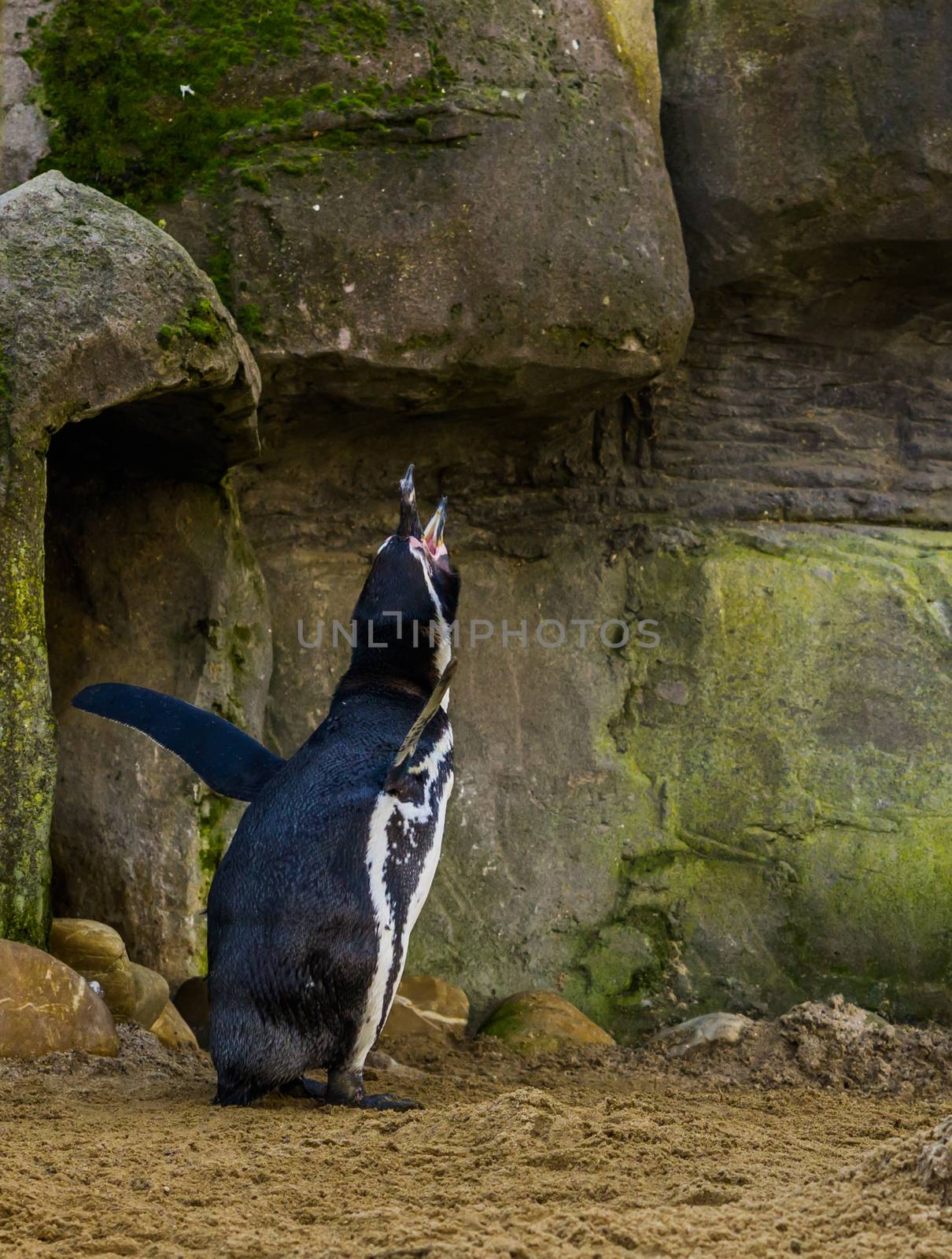 funny humboldt penguin screaming and making a hard sound, waterbird from the pacific coast, threatened animal specie