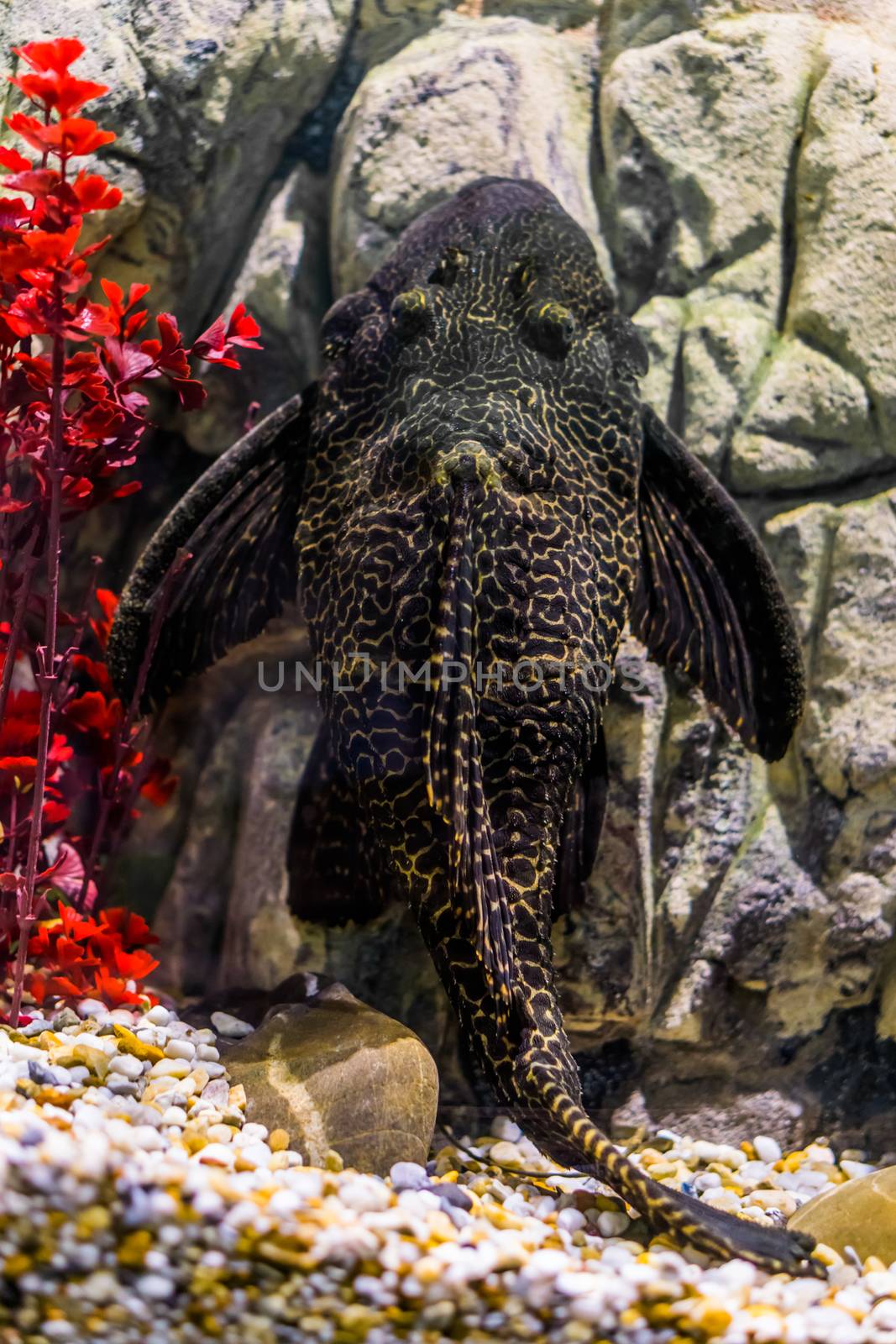 Orinoco sailfin catfish, common pleco with a black and yellow mottled pattern, tropical fish from the rivers of mexico