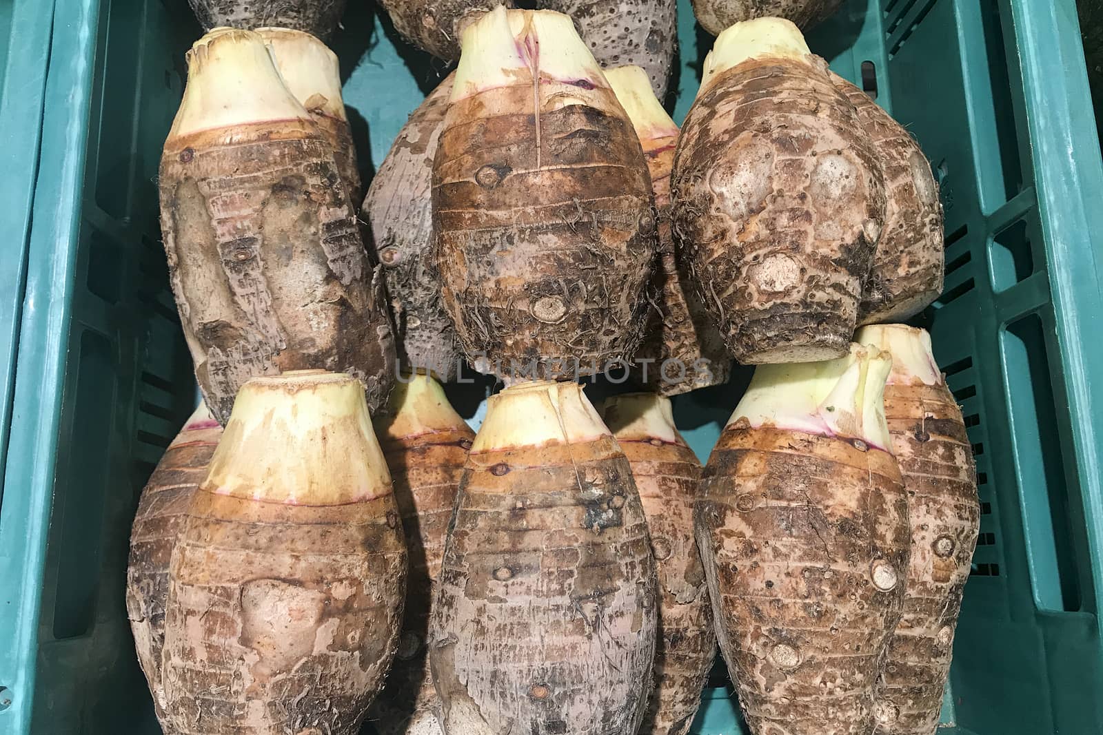 Many taro root in green container by TakerWalker