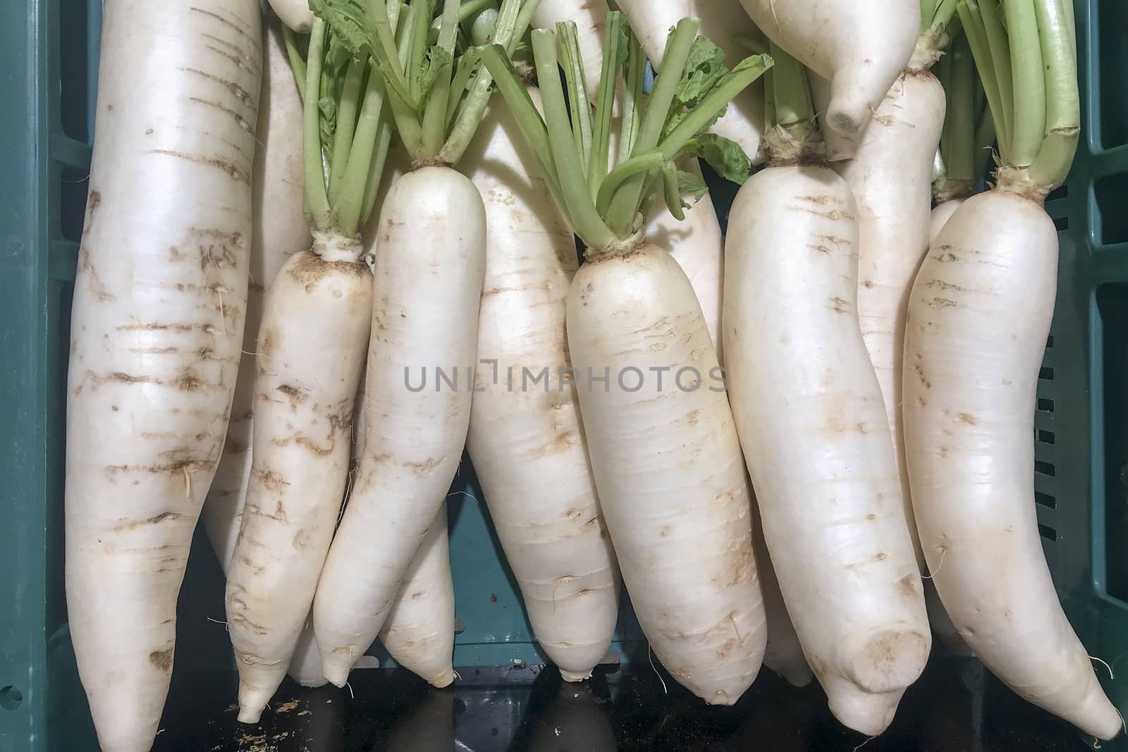 Radish white in green plastic crate