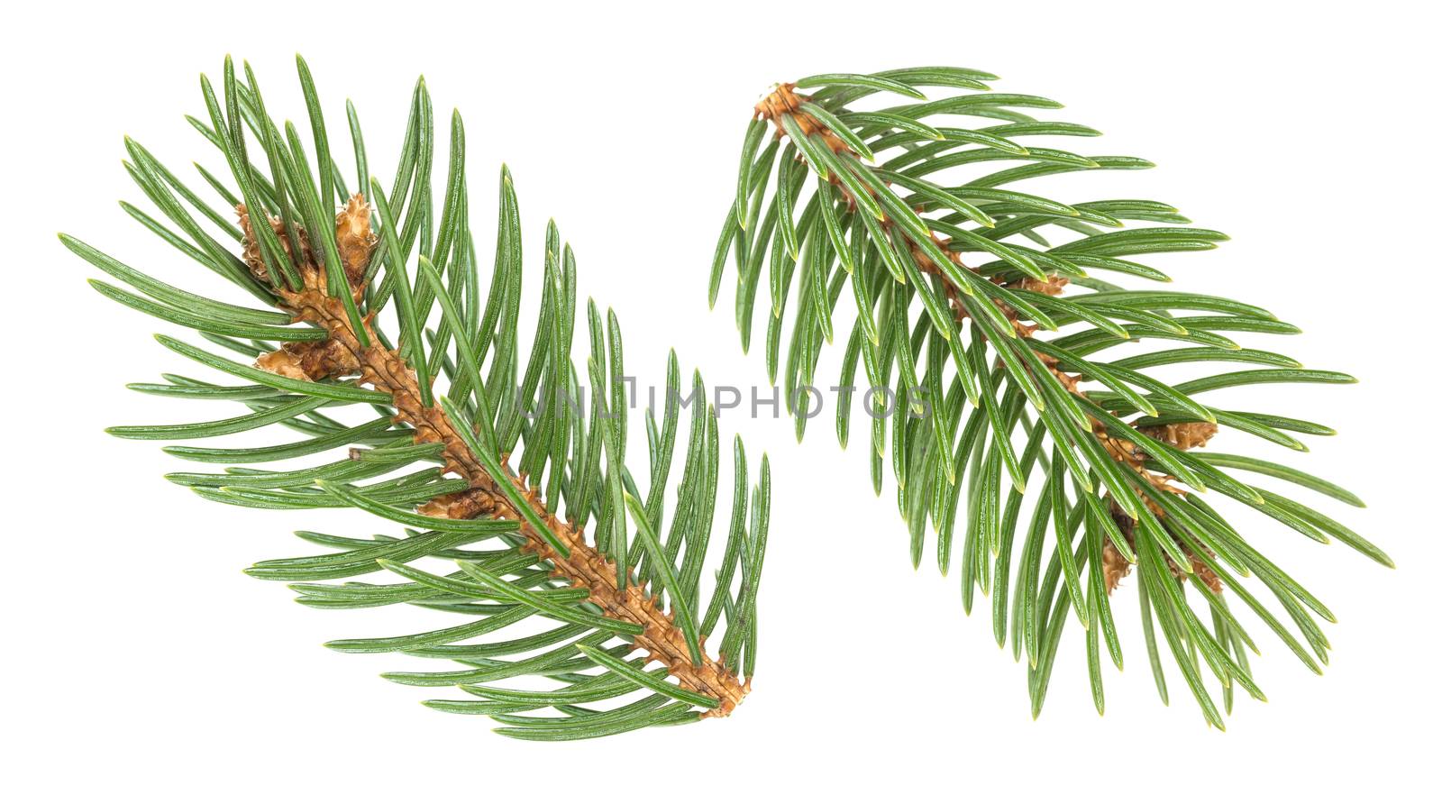 Fir tree branch isolated on white background with clipping path
