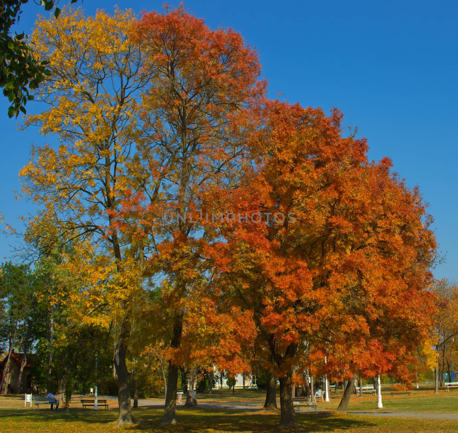 Several trees in park with vibrant colored leaves during autumn time