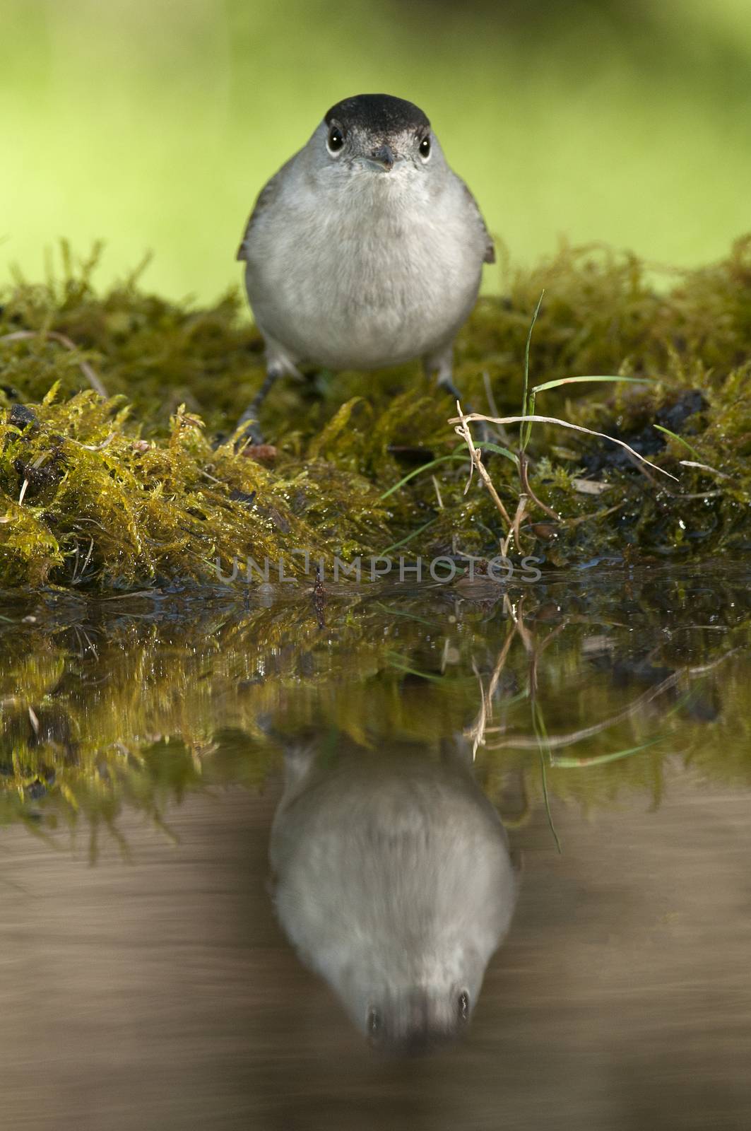 Blackcap (Sylvia atricapilla), in a drinking fountain, drinking water with its reflection