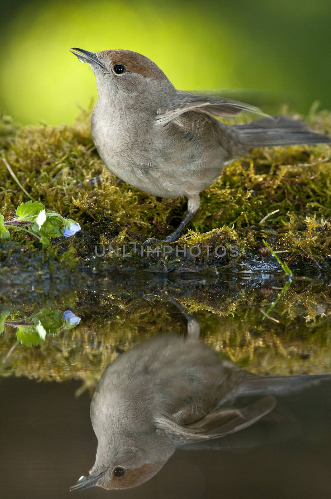 Blackcap (Sylvia atricapilla), in a drinking fountain, drinking water with its reflection