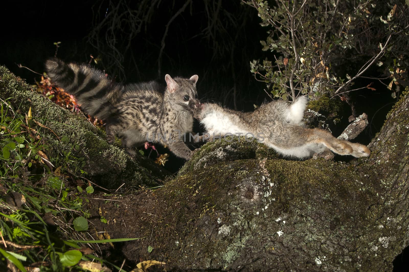 Common genet - Genetta genetta, Spain, eating a rabbit