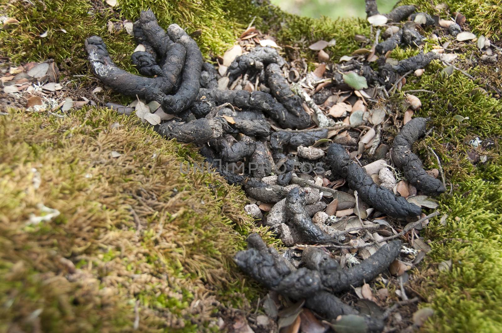 Common genet - Genetta genetta, excrement in the trunk of a tree, holm oak