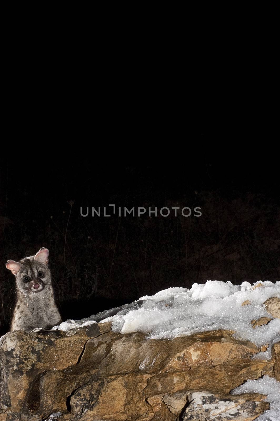 Common genet - Genetta genetta, Spain, on a rock with snow