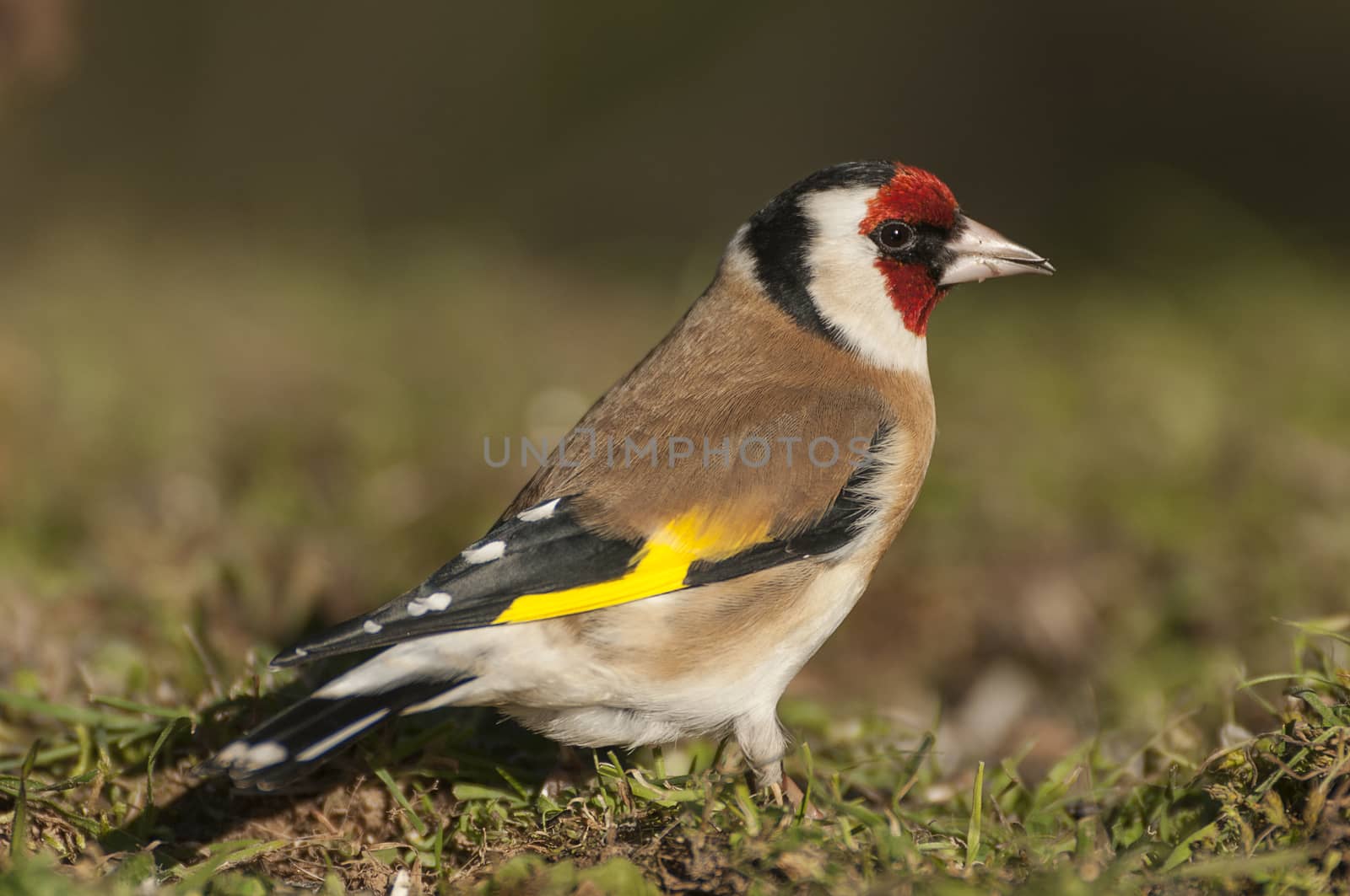 Goldfinch - Carduelis carduelis, portrait looking for food, plumage and colors
