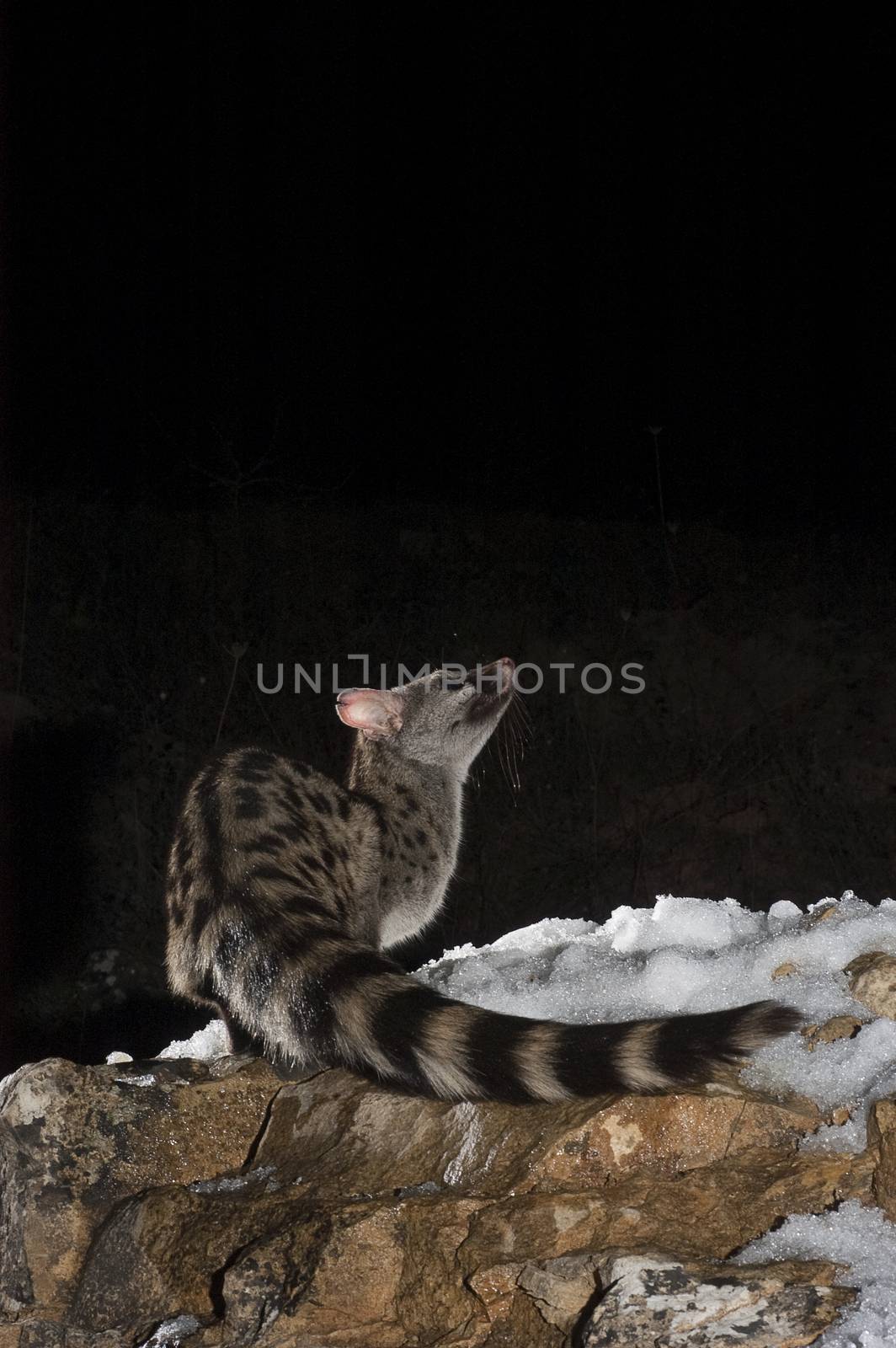 Common genet - Genetta genetta, Spain, on a rock with snow