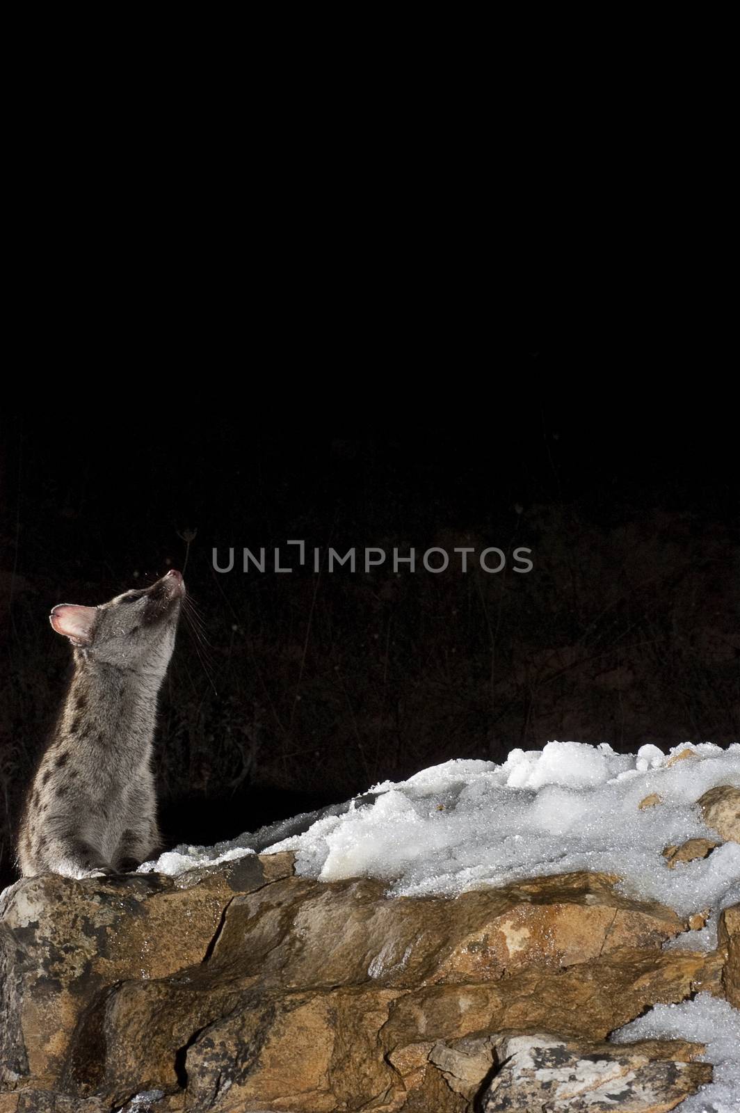 Common genet - Genetta genetta, Spain, on a rock with snow