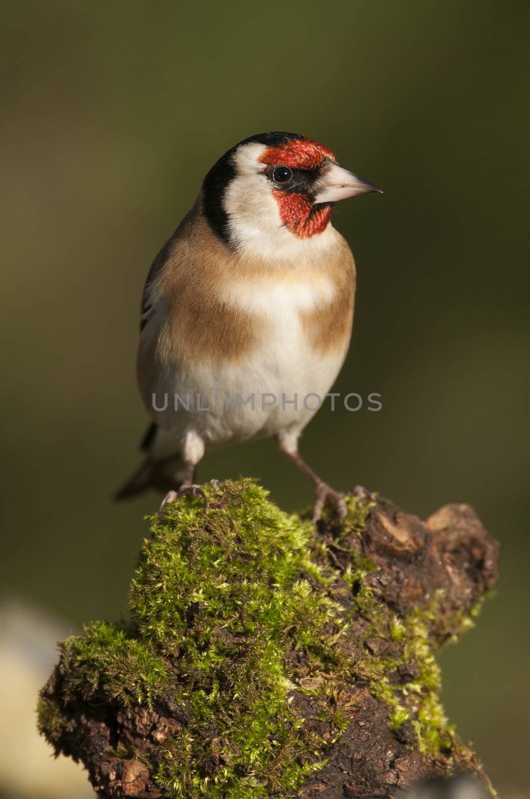 Goldfinch - Carduelis carduelis, portrait looking for food, plumage and colors