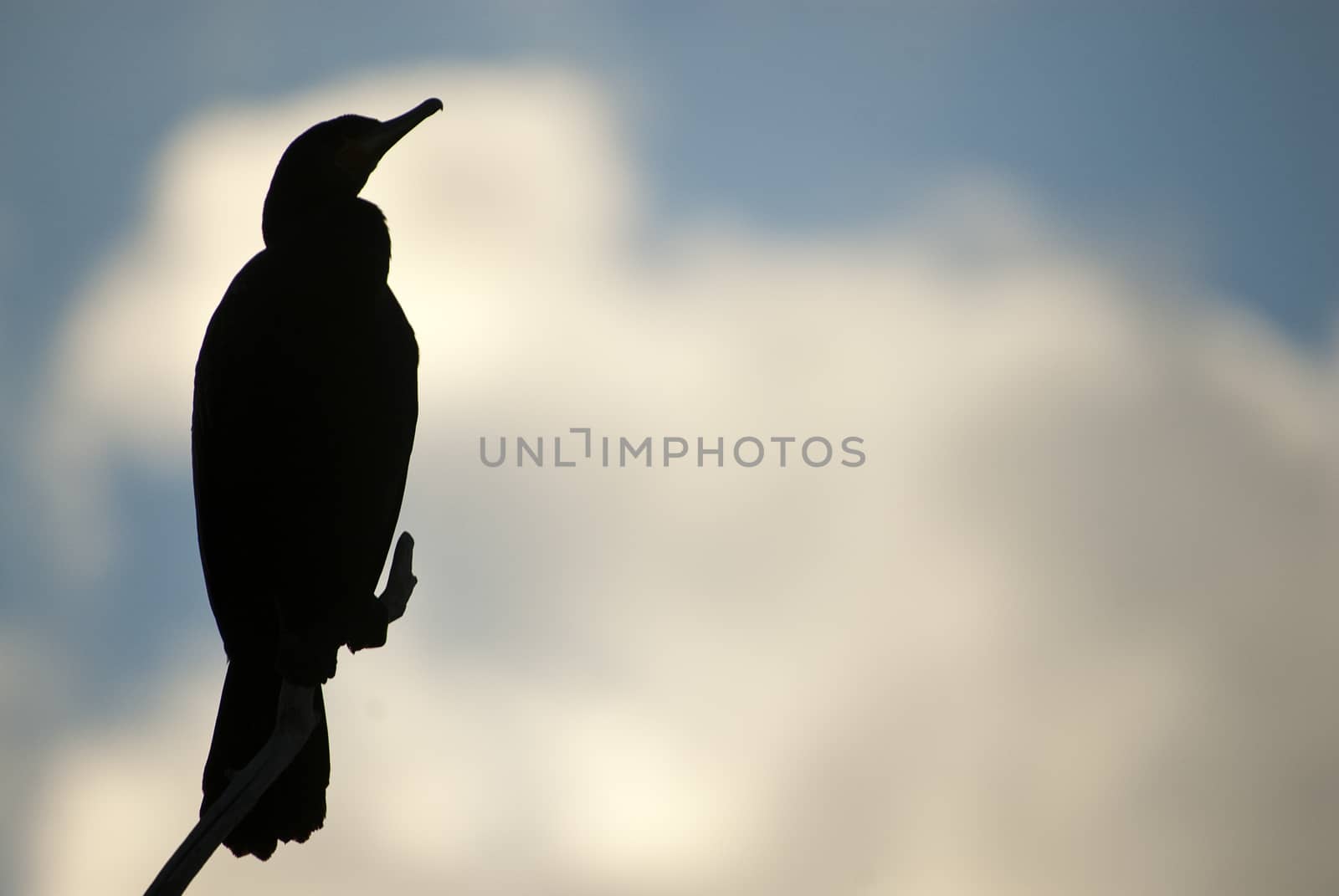 Great Cormorant -  Phalacrocorax carbo on a branch against the light against the sunset sky, , bird