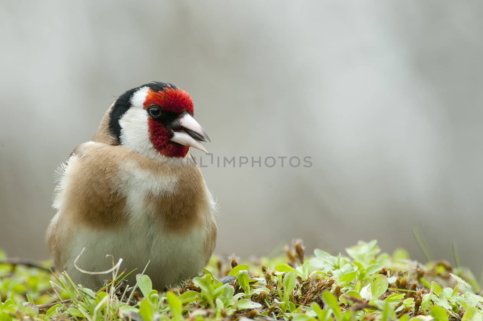 Goldfinch - Carduelis carduelis, portrait looking for food, plum by jalonsohu@gmail.com