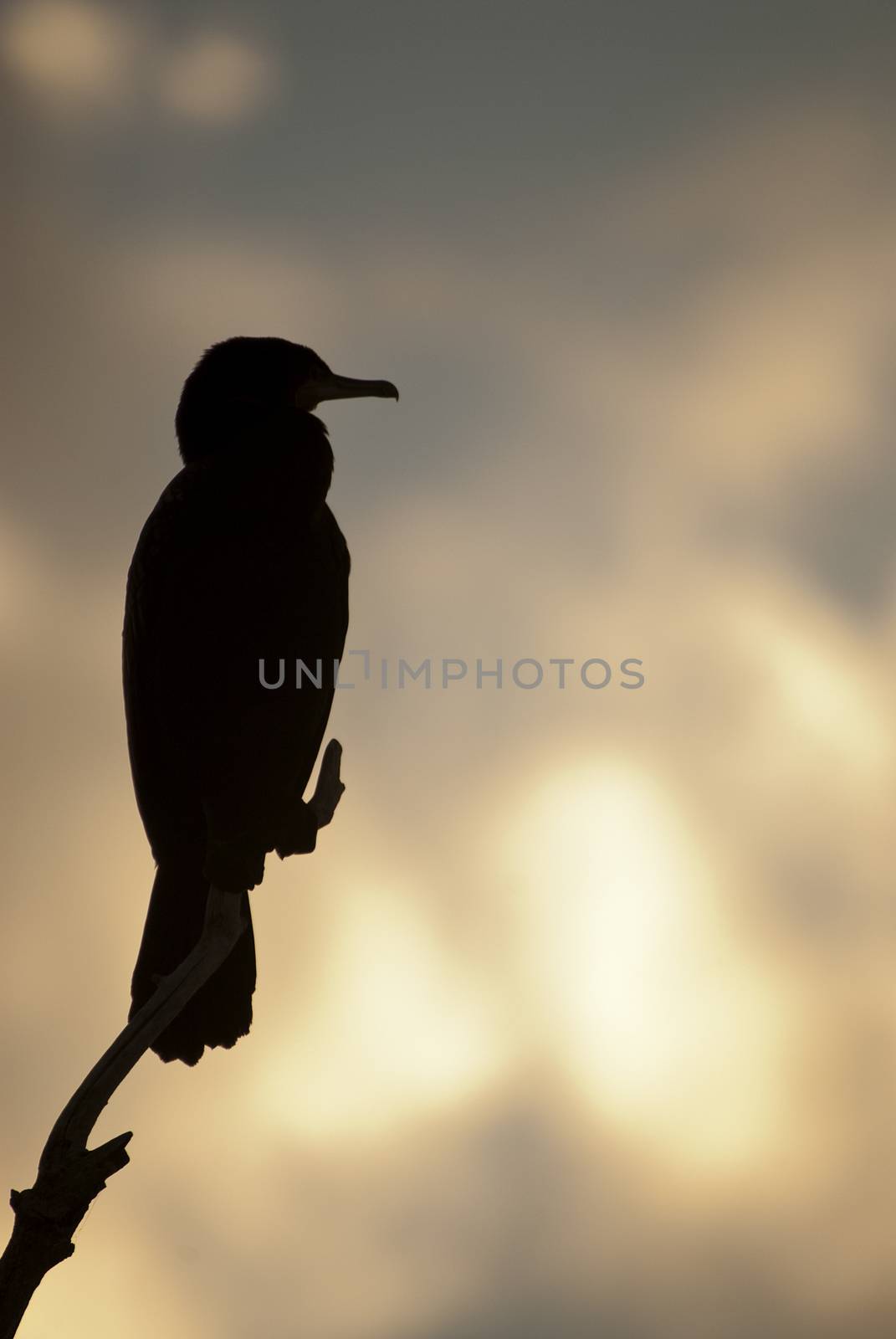 Great Cormorant -  Phalacrocorax carbo on a branch against the light against the sunset sky, , bird