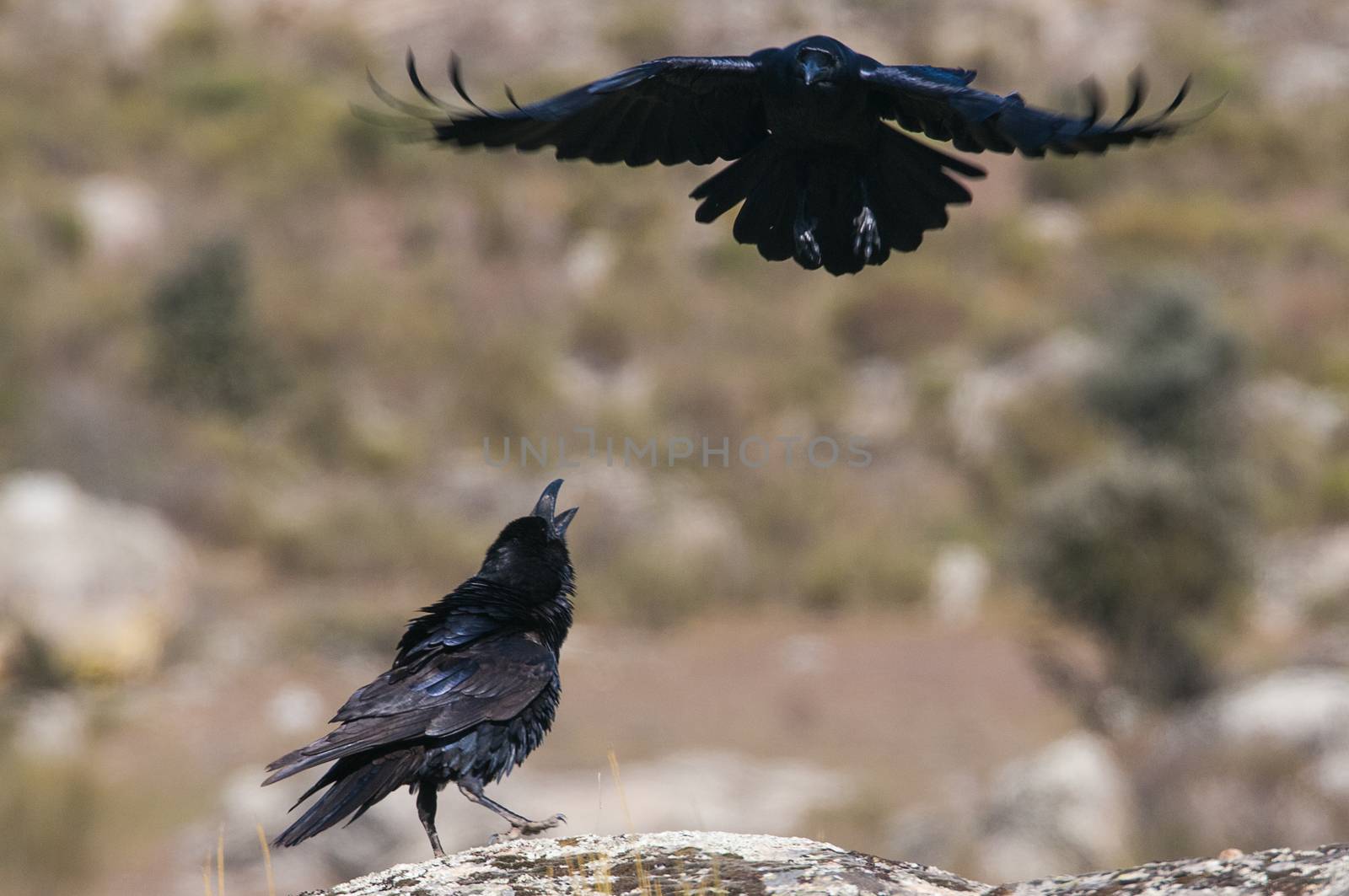 Raven - Corvus corax,  Flying portrait and social behavior by jalonsohu@gmail.com
