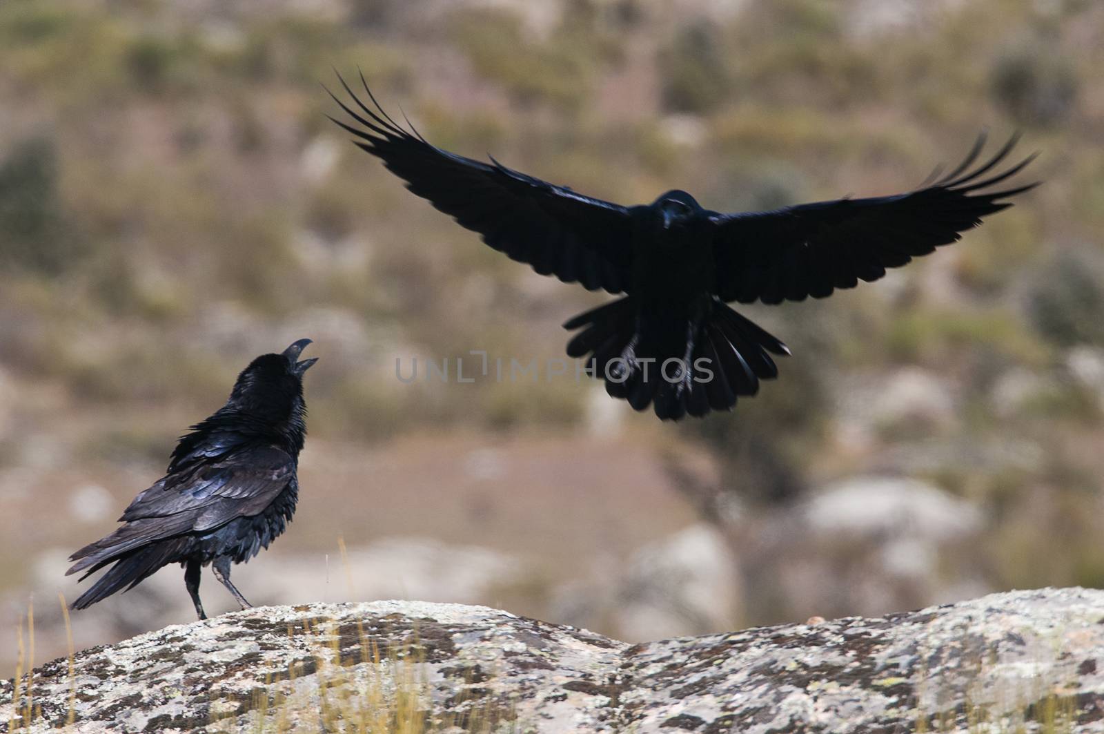 Raven - Corvus corax,  Flying portrait and social behavior by jalonsohu@gmail.com