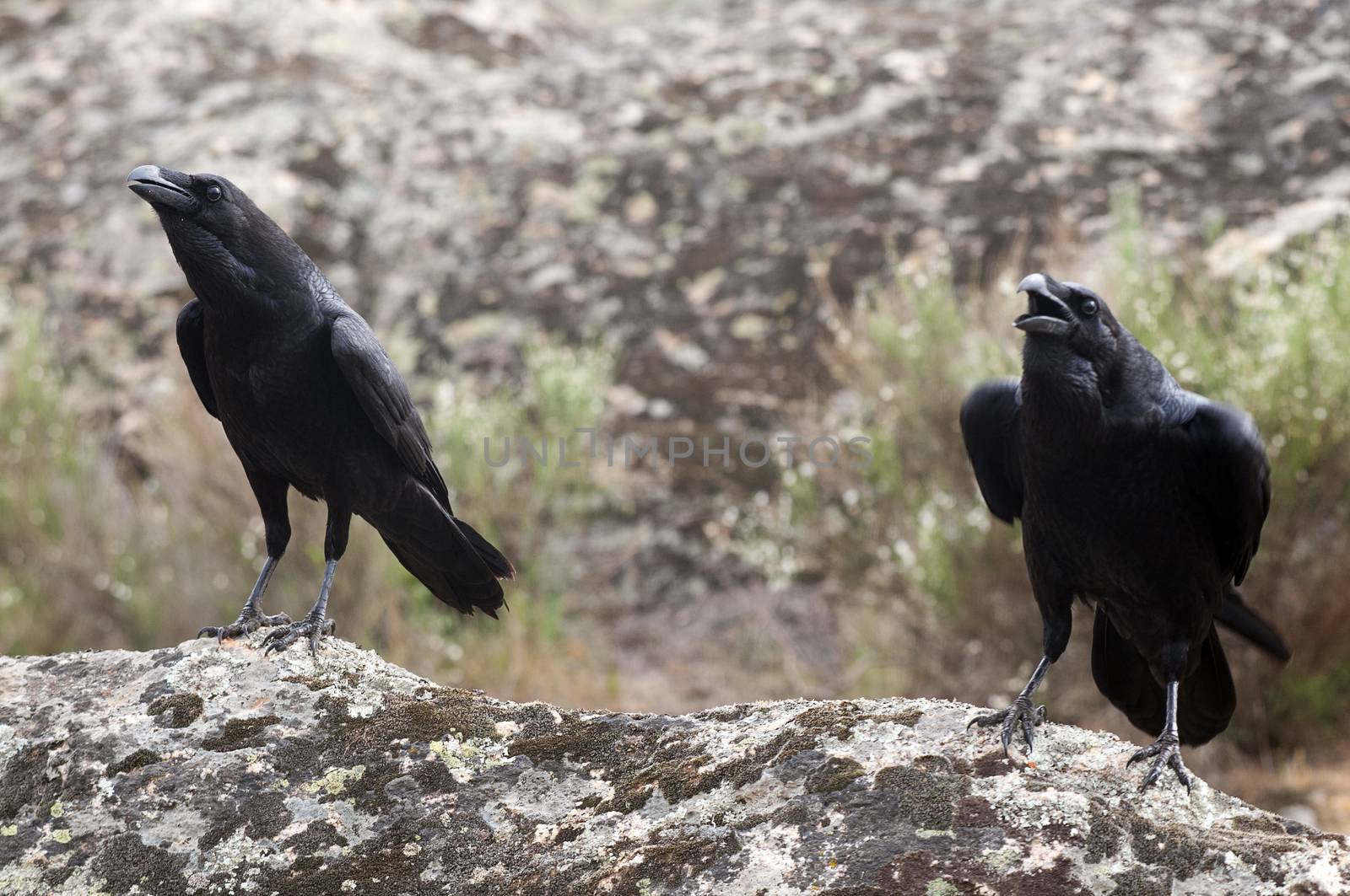 Raven - Corvus corax,   portrait and social behavior by jalonsohu@gmail.com