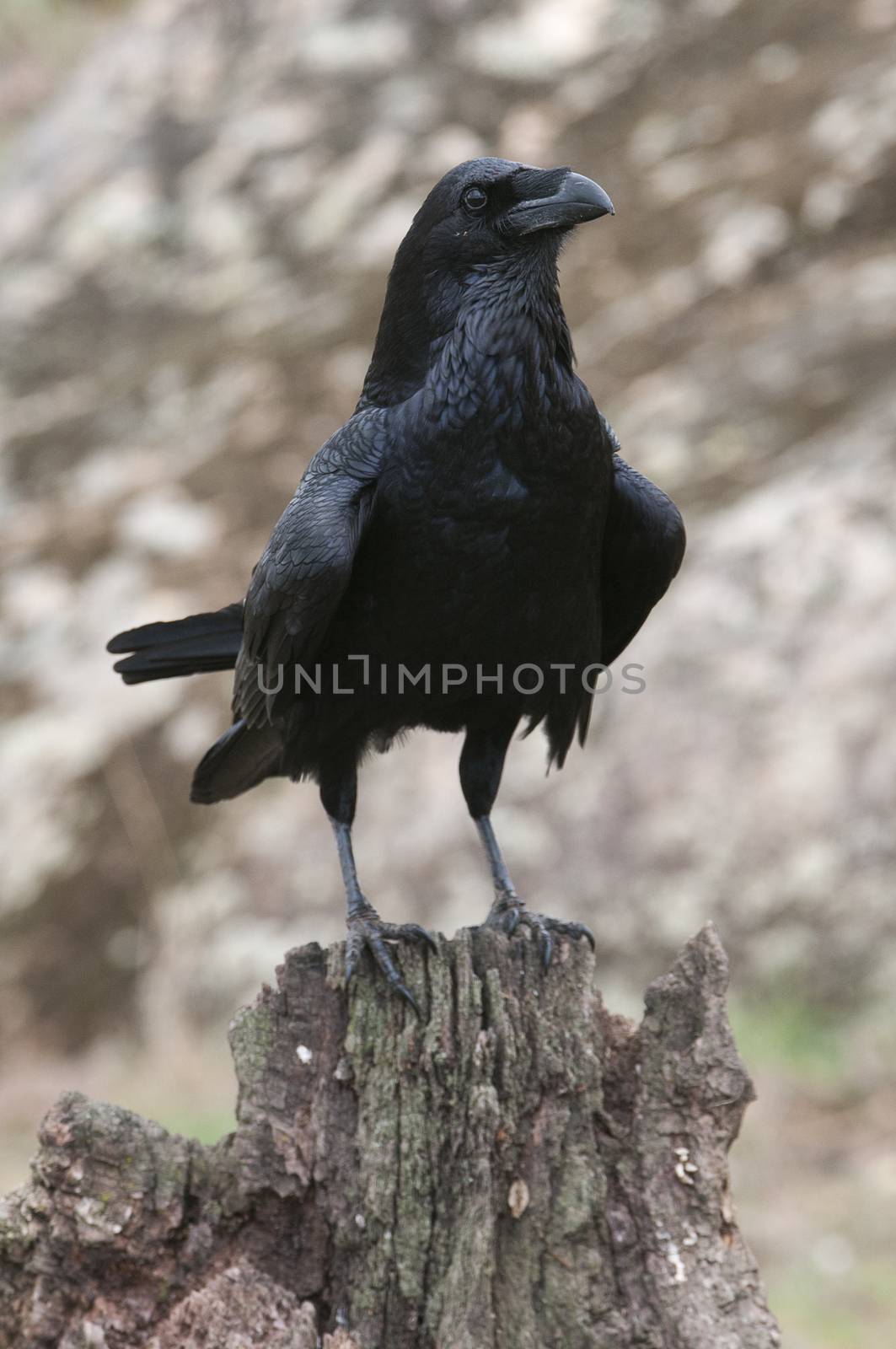 Raven - Corvus corax,   Portrait of body and plumage