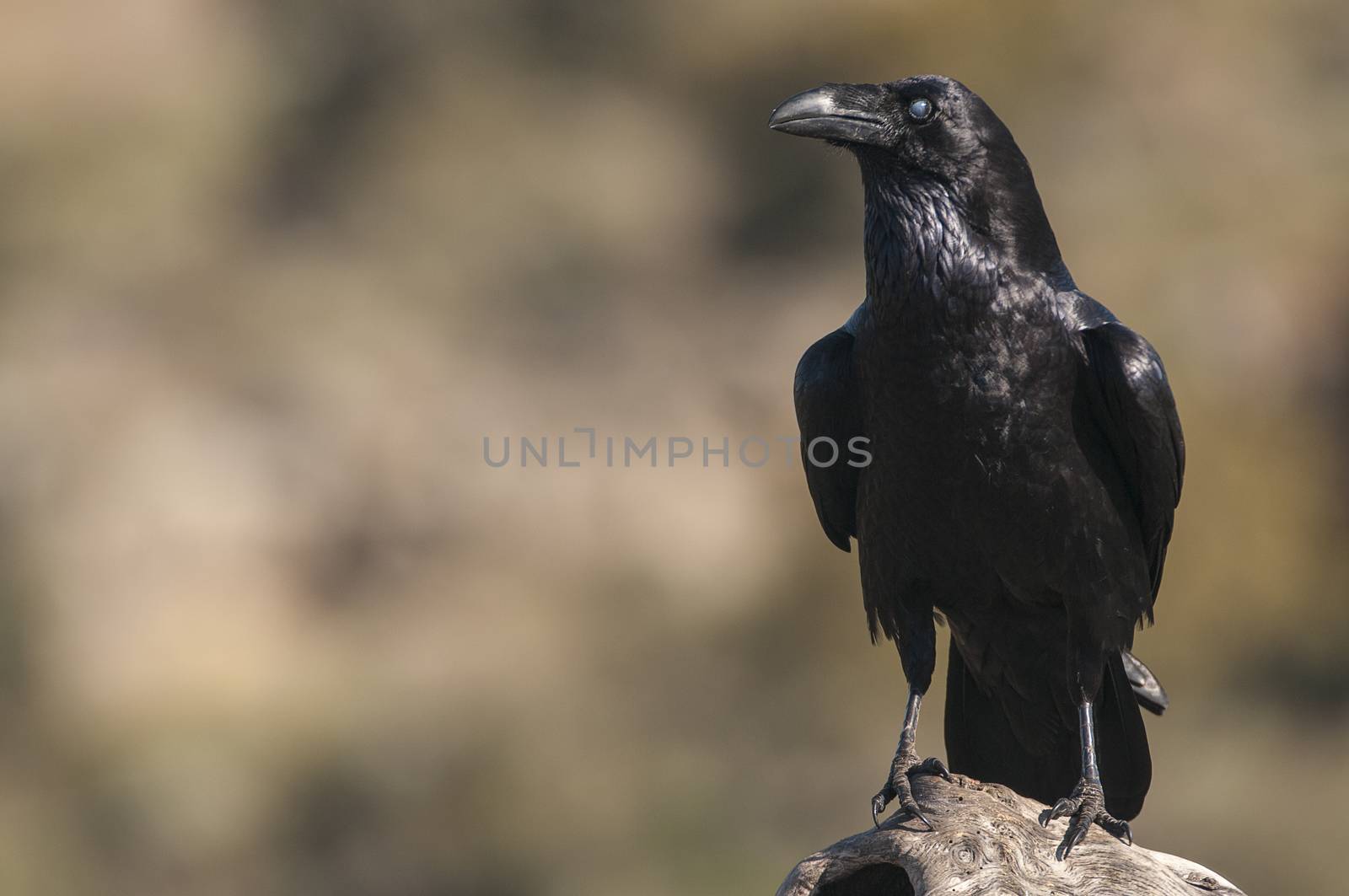 Raven - Corvus corax,   Portrait of body and plumage