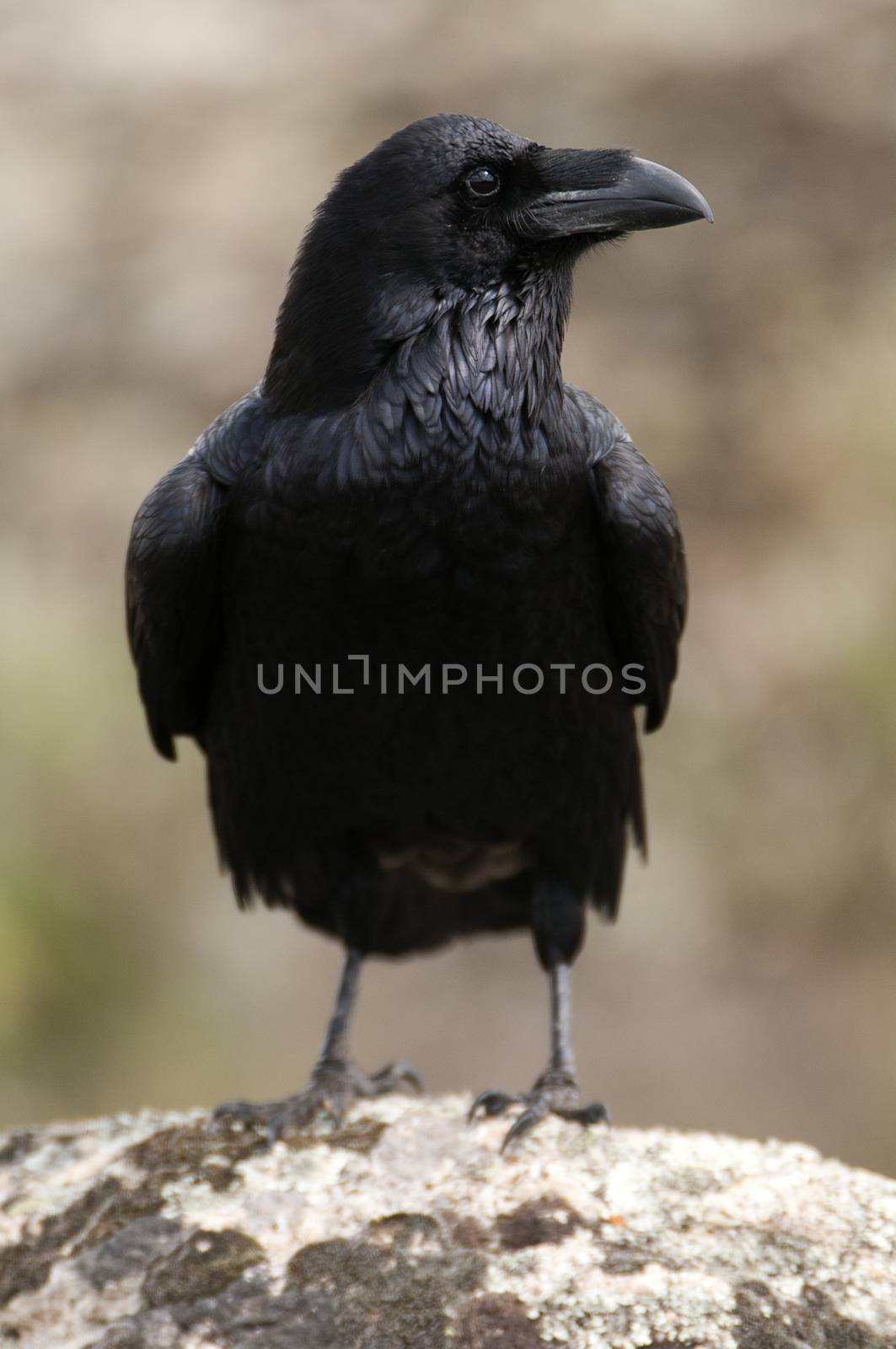 Raven - Corvus corax,   Portrait of body and plumage