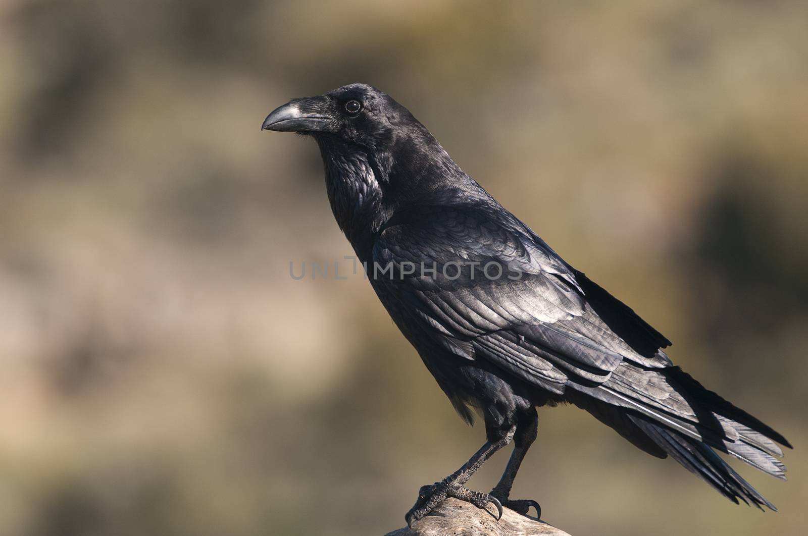 Raven - Corvus corax,   Portrait of body and plumage by jalonsohu@gmail.com