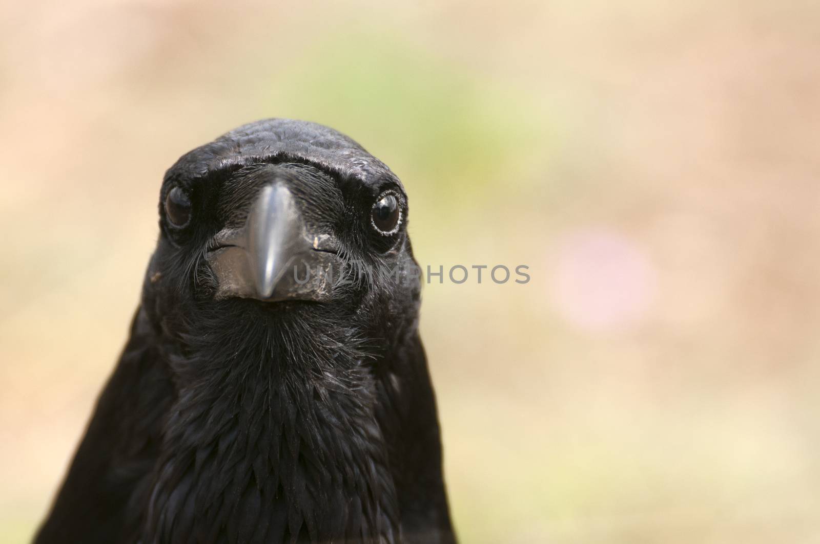 Raven - Corvus corax, Portrait of eyes, head and beak by jalonsohu@gmail.com