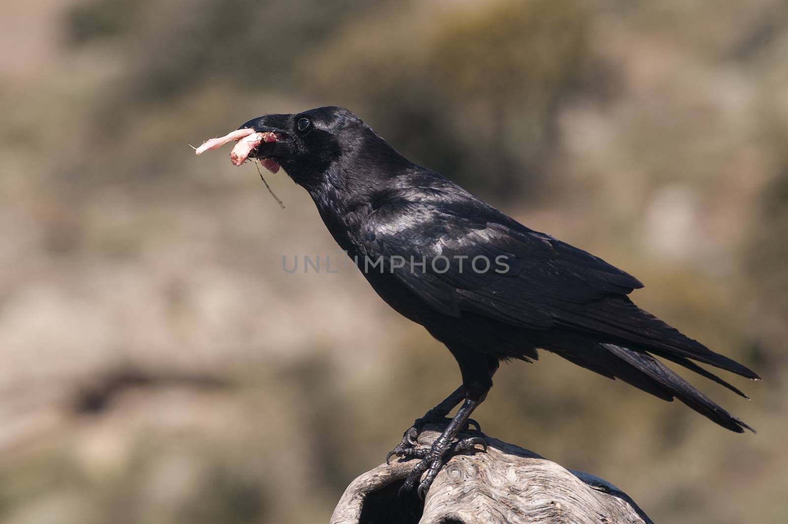 Raven - Corvus corax,   Portrait of body and plumage