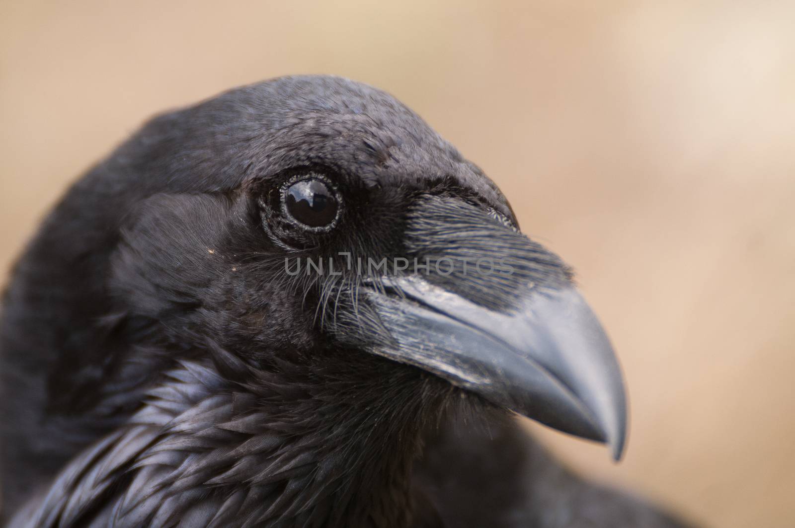 Raven - Corvus corax, Portrait of eyes, head and beak by jalonsohu@gmail.com