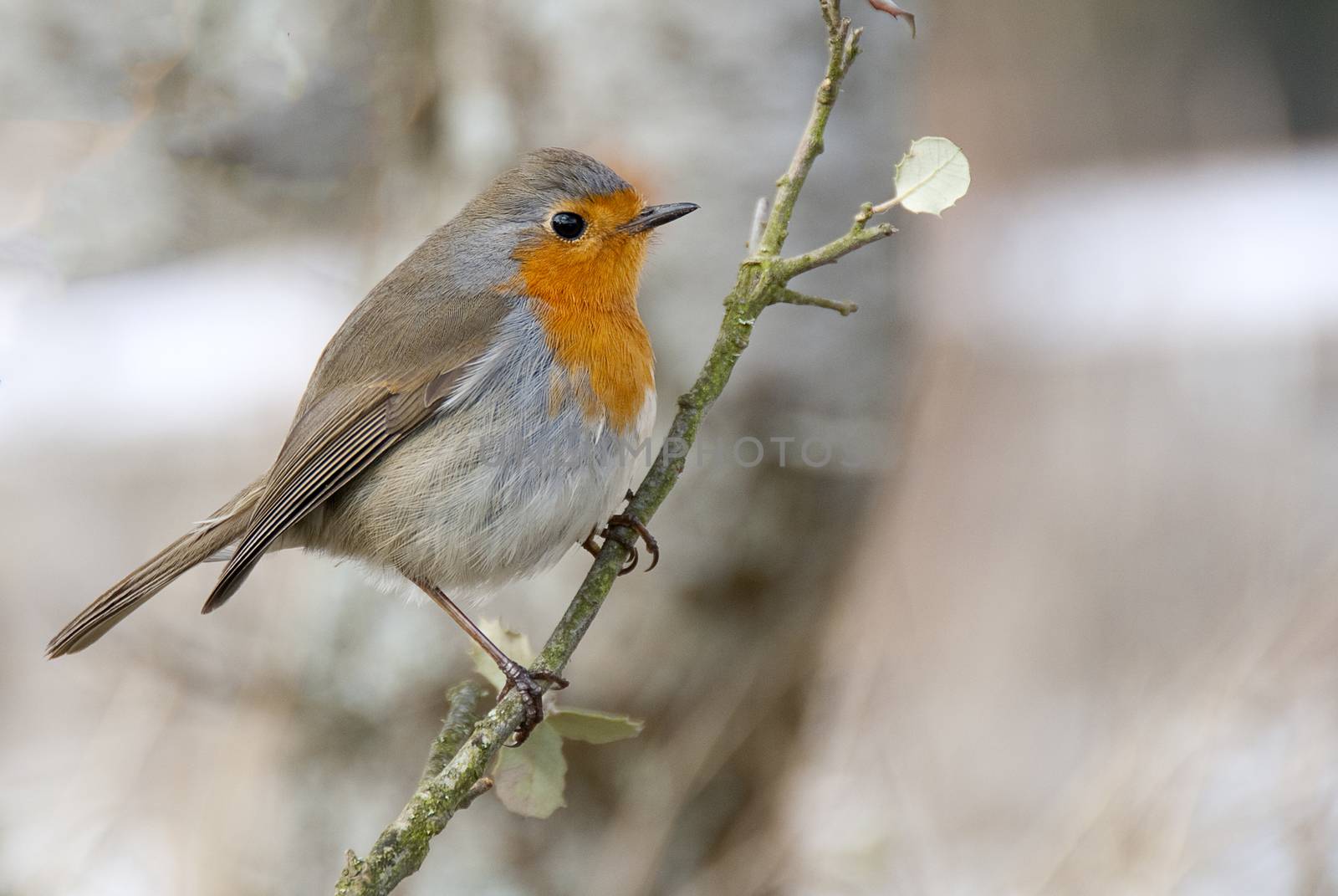 Robin - Erithacus rubecula, standing on a branch