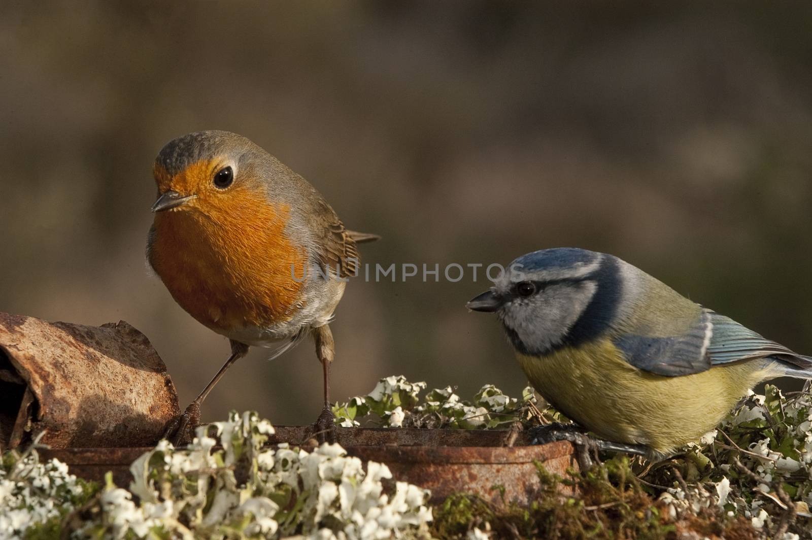 Robin - Erithacus rubecula and Blue tit, Cyanistes caeruleus, eating among the lichen