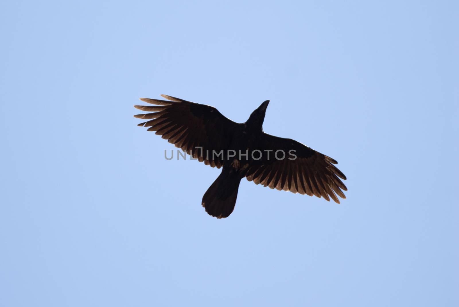 Raven - Corvus corax, flying against the blue sky by jalonsohu@gmail.com