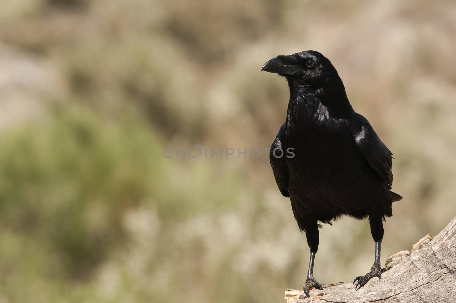 Raven - Corvus corax, Portrait waiting on a rock